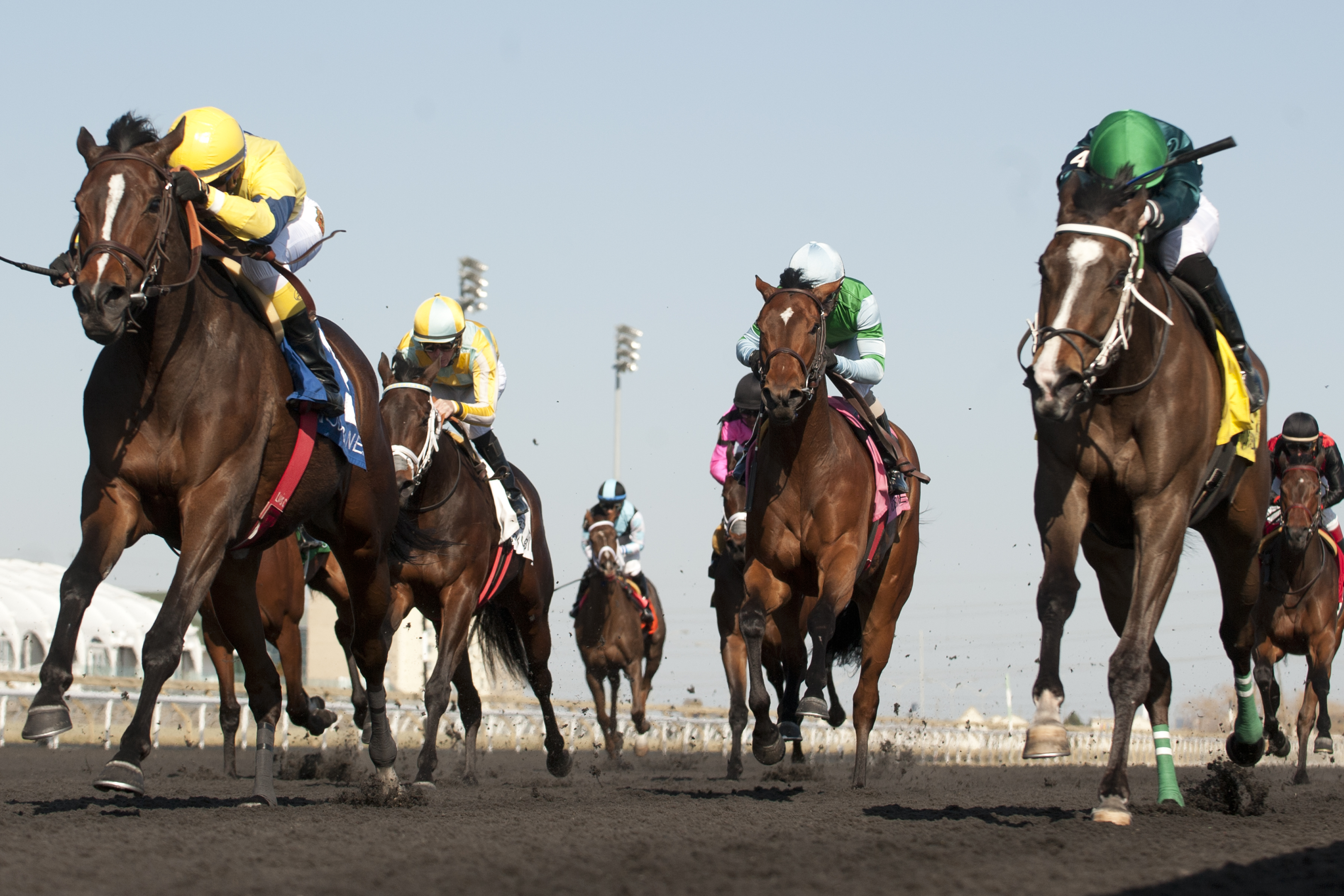 Ancient Goddess wins 2015 Star Shoot
