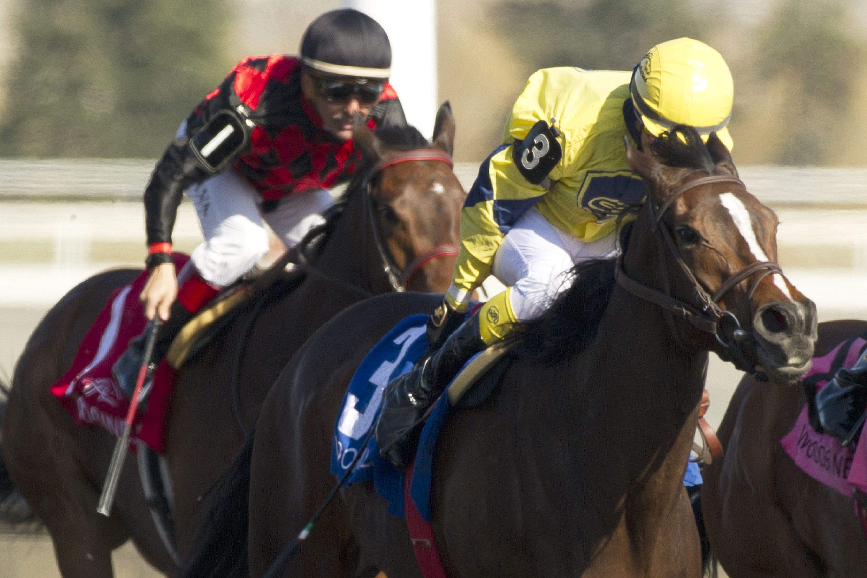 Ancient Goddess wins the Star Shoot