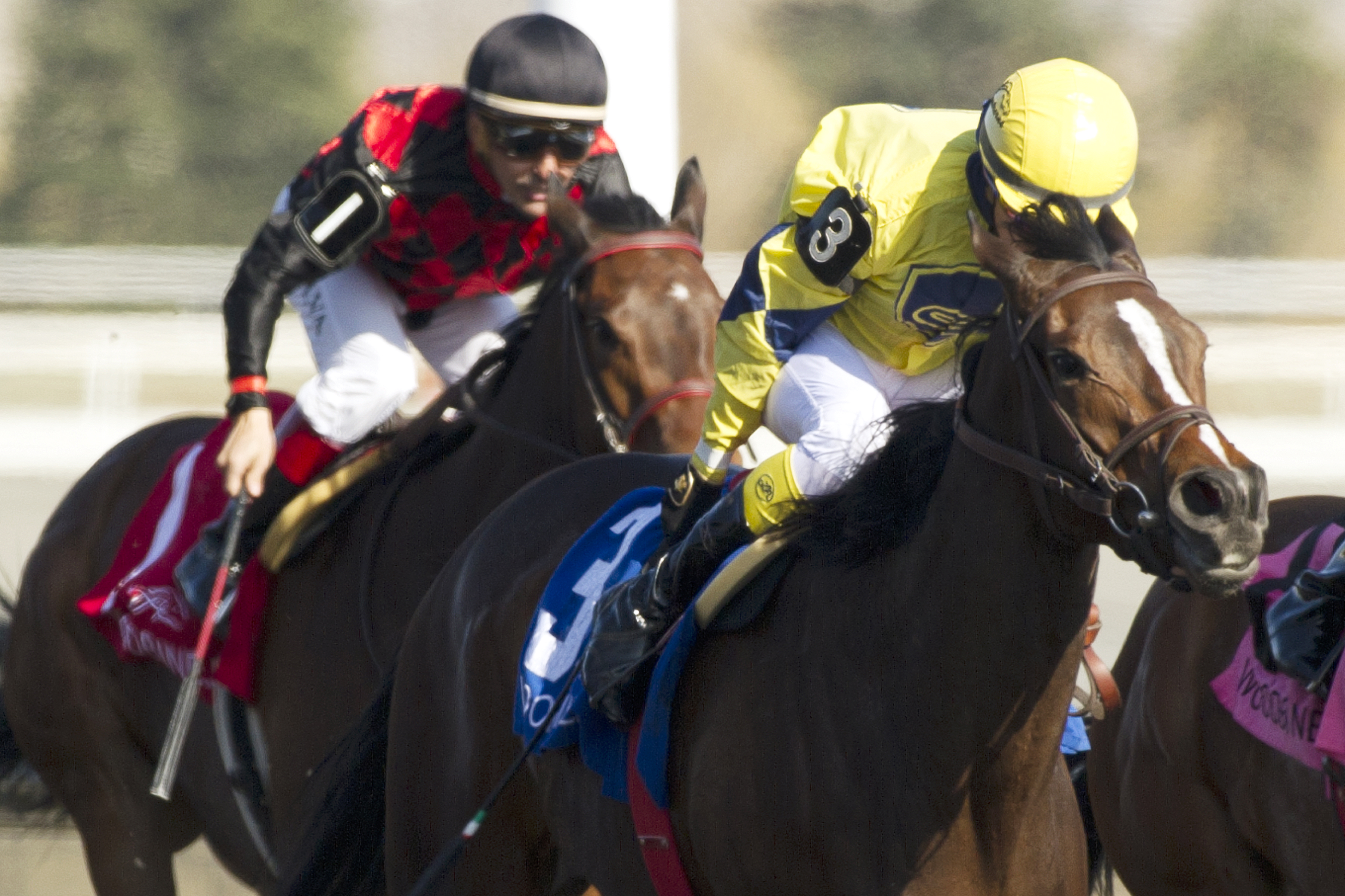 Ancient Goddess wins the Star Shoot Stakes