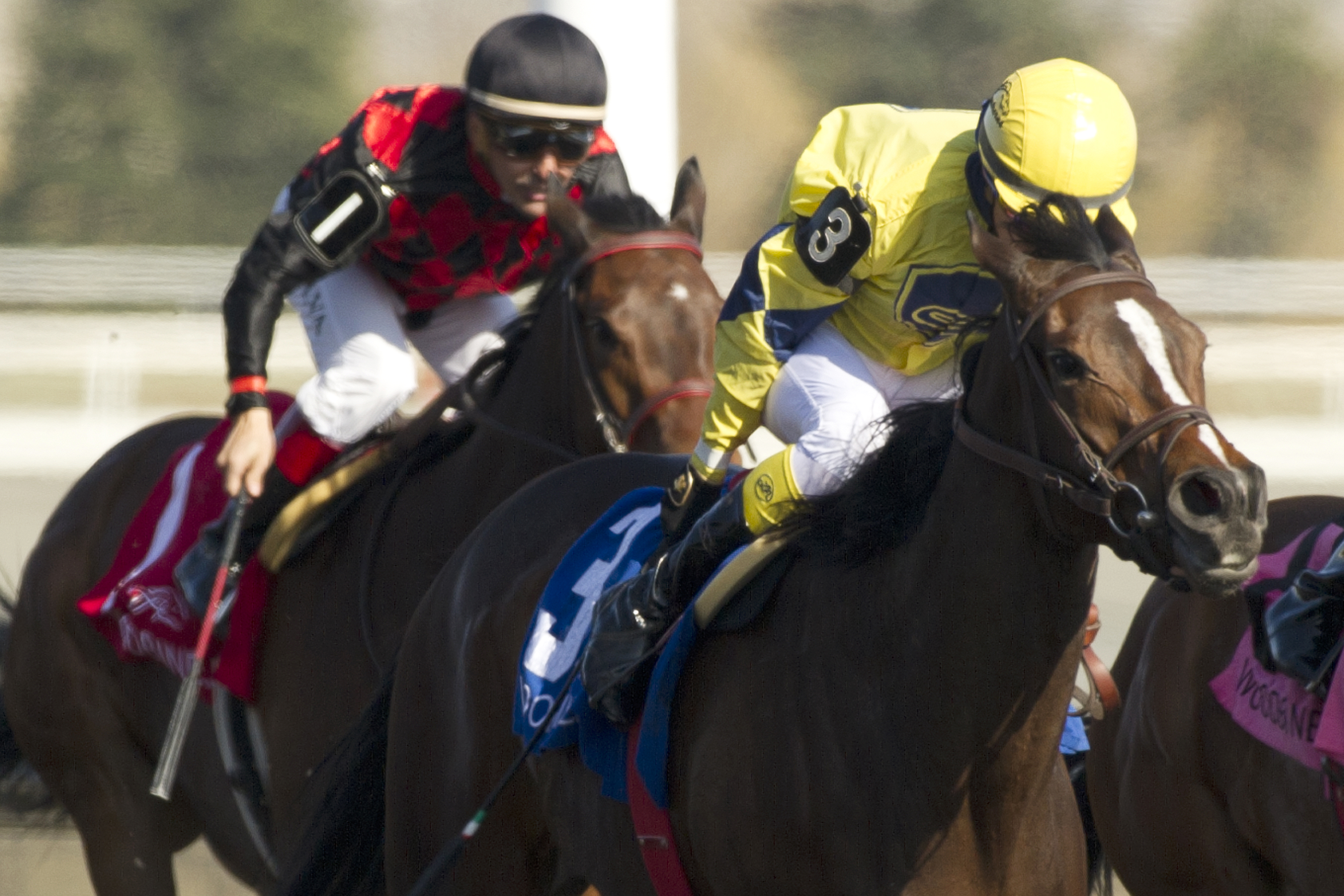 Ancient Goddess wins the 2015 Star Shoot Stakes