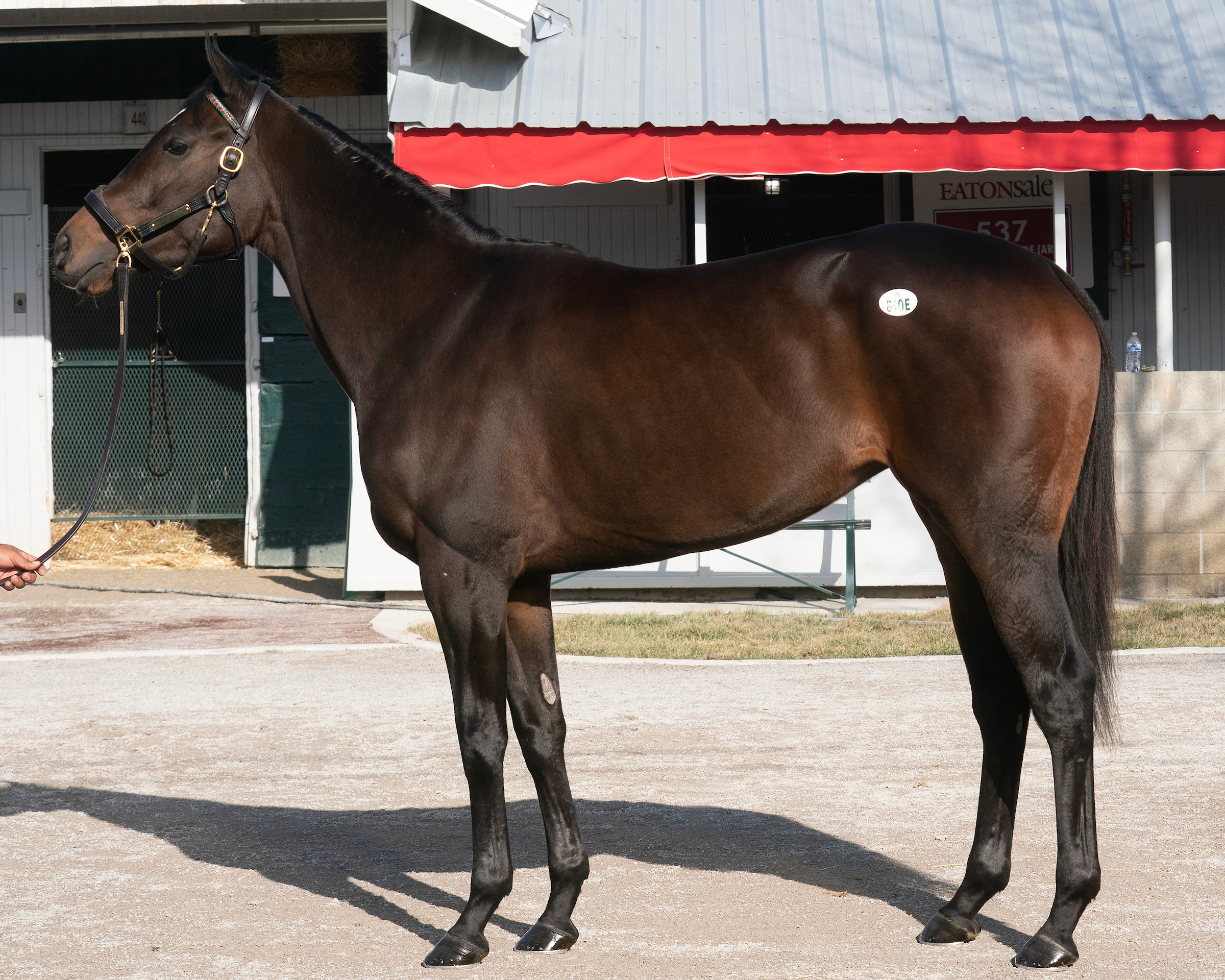 Ancient Peace hip 840E Keeneland January 1-10-2023
