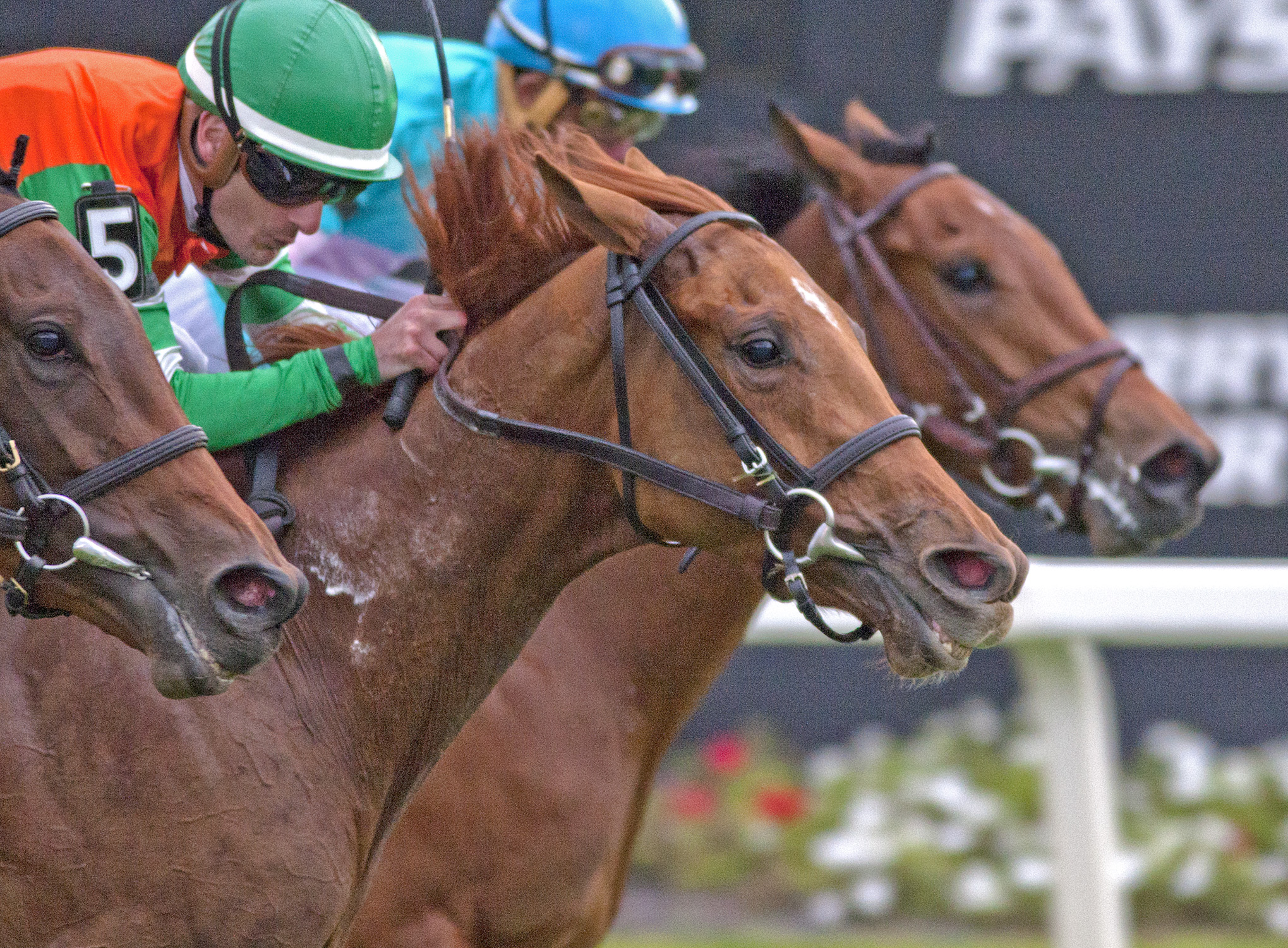Andina Del Sur wins 2018 Florida Oaks