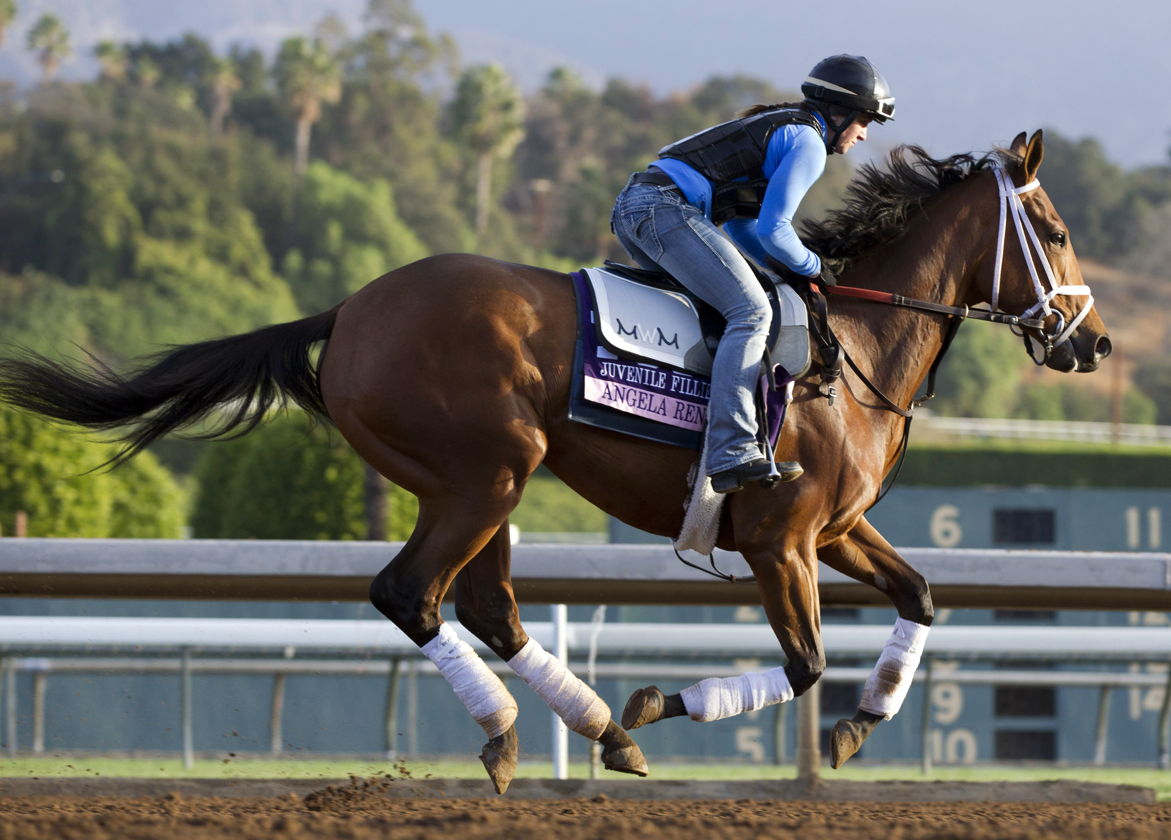Angela Renee trains at Santa Anita on Oct. 27