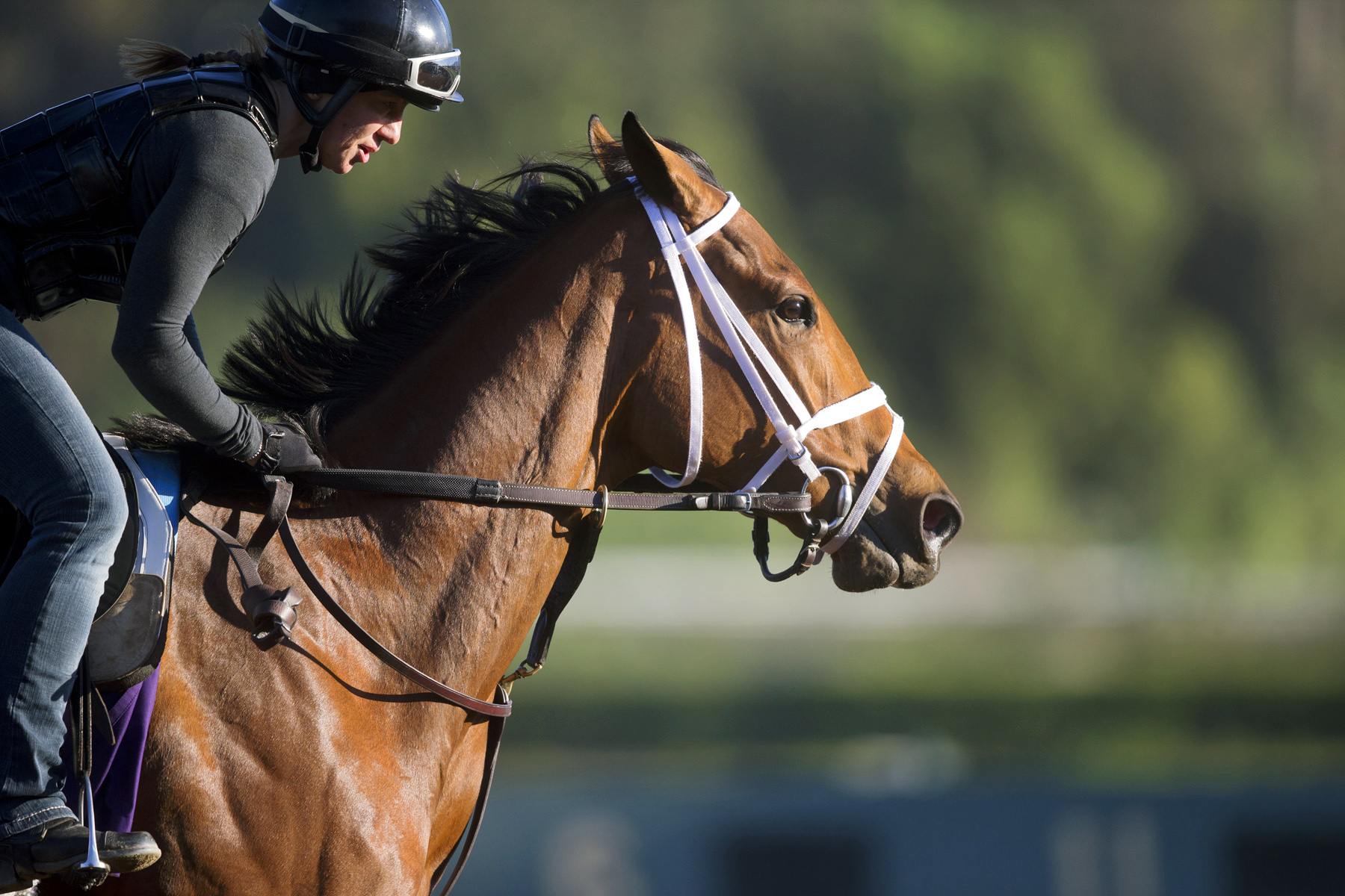 Angela Renee trains at Santa Anita on Oct. 24