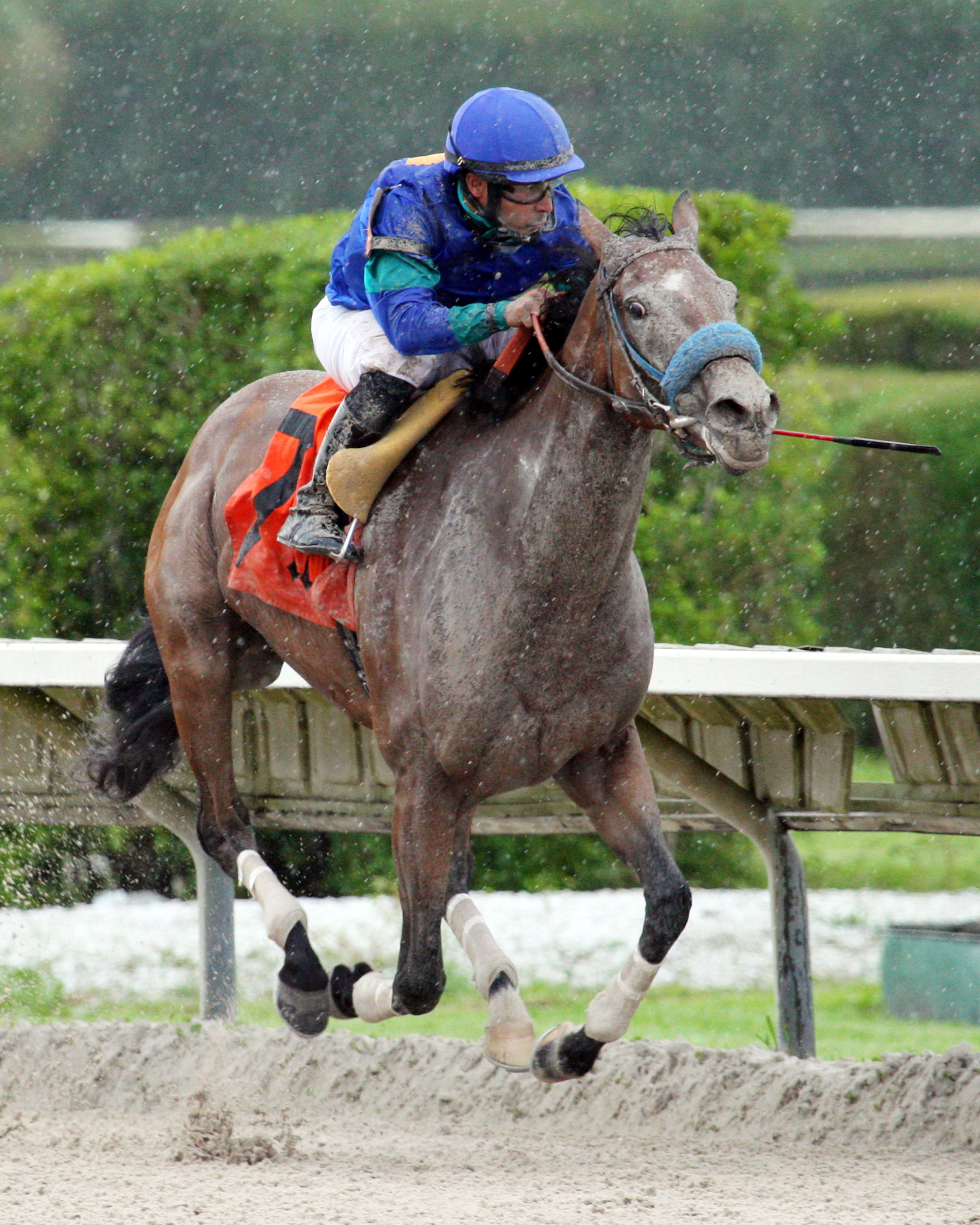 Angelica Zapata wins the Nancy's Glitter Handicap