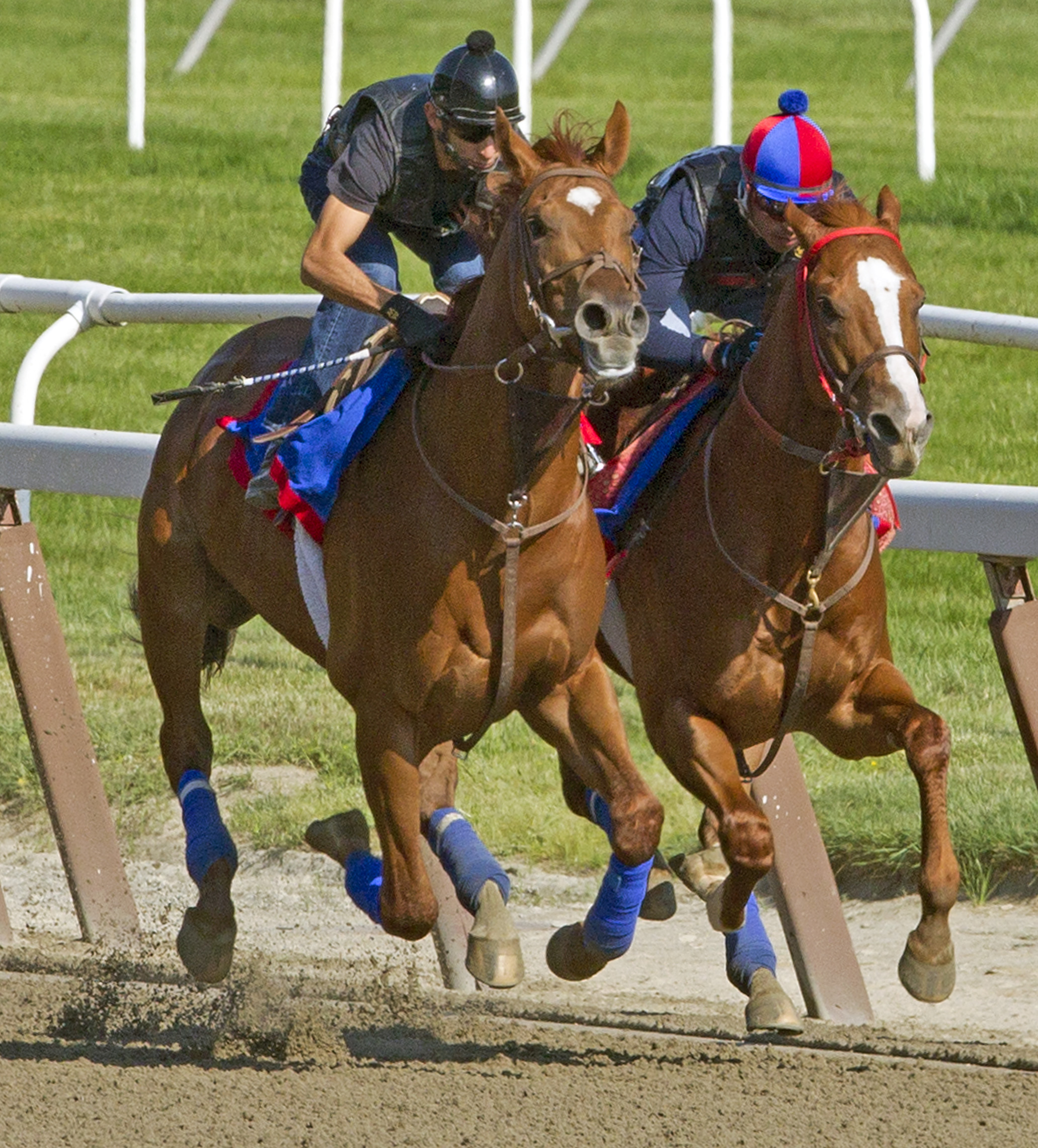 Belmont Stakes: Animal Kingdom looks royal in work
