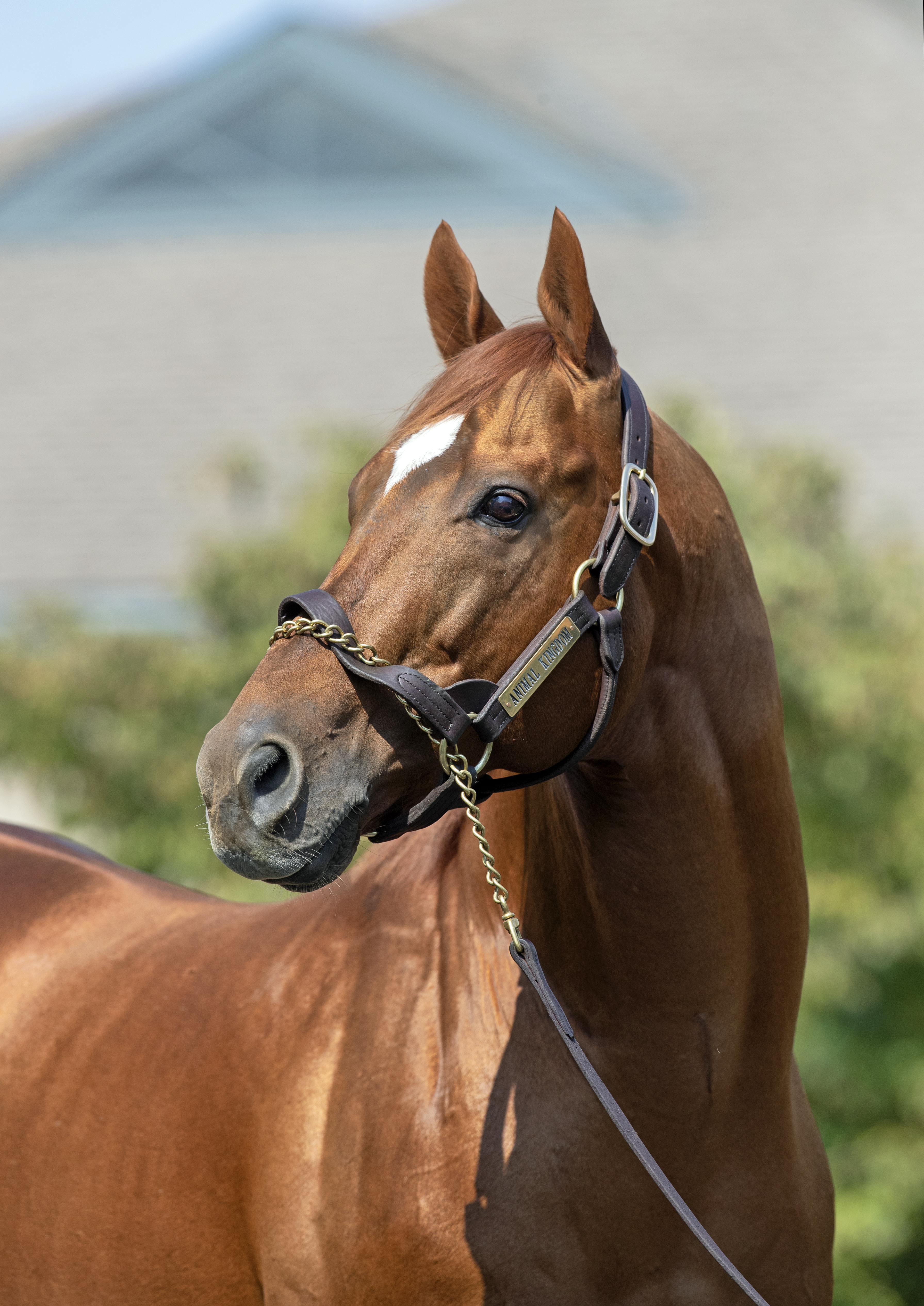 Animal Kingdom at Darley at Jonabell on Sept. 30, 2019.BL
