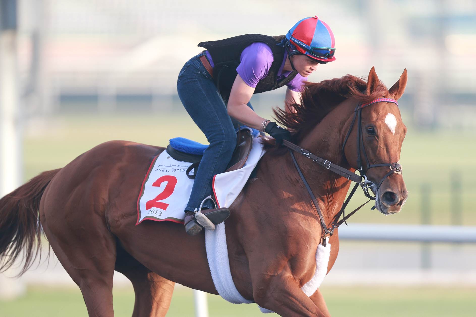 Half-brother to Animal Kingdom born in Japan