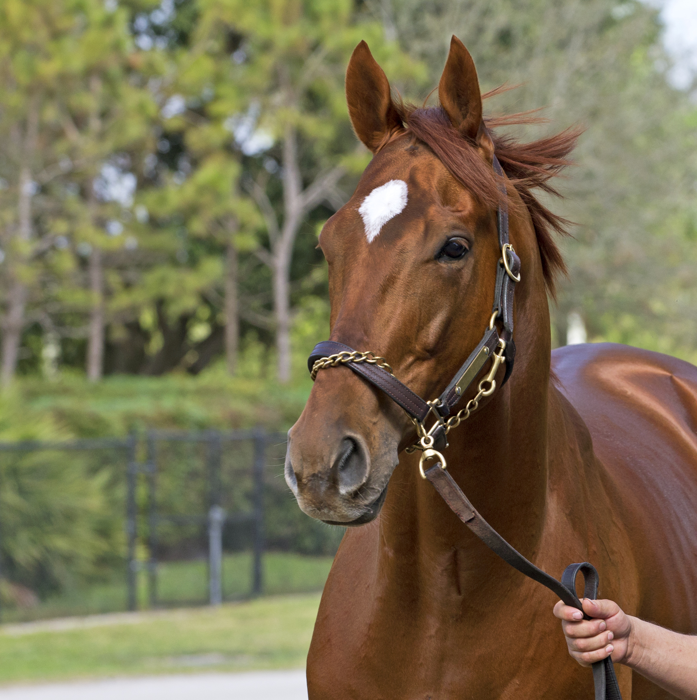 DRF Breeding Weekend Wrap: Animal Kingdom amazes in Dubai, major Derby preps begin