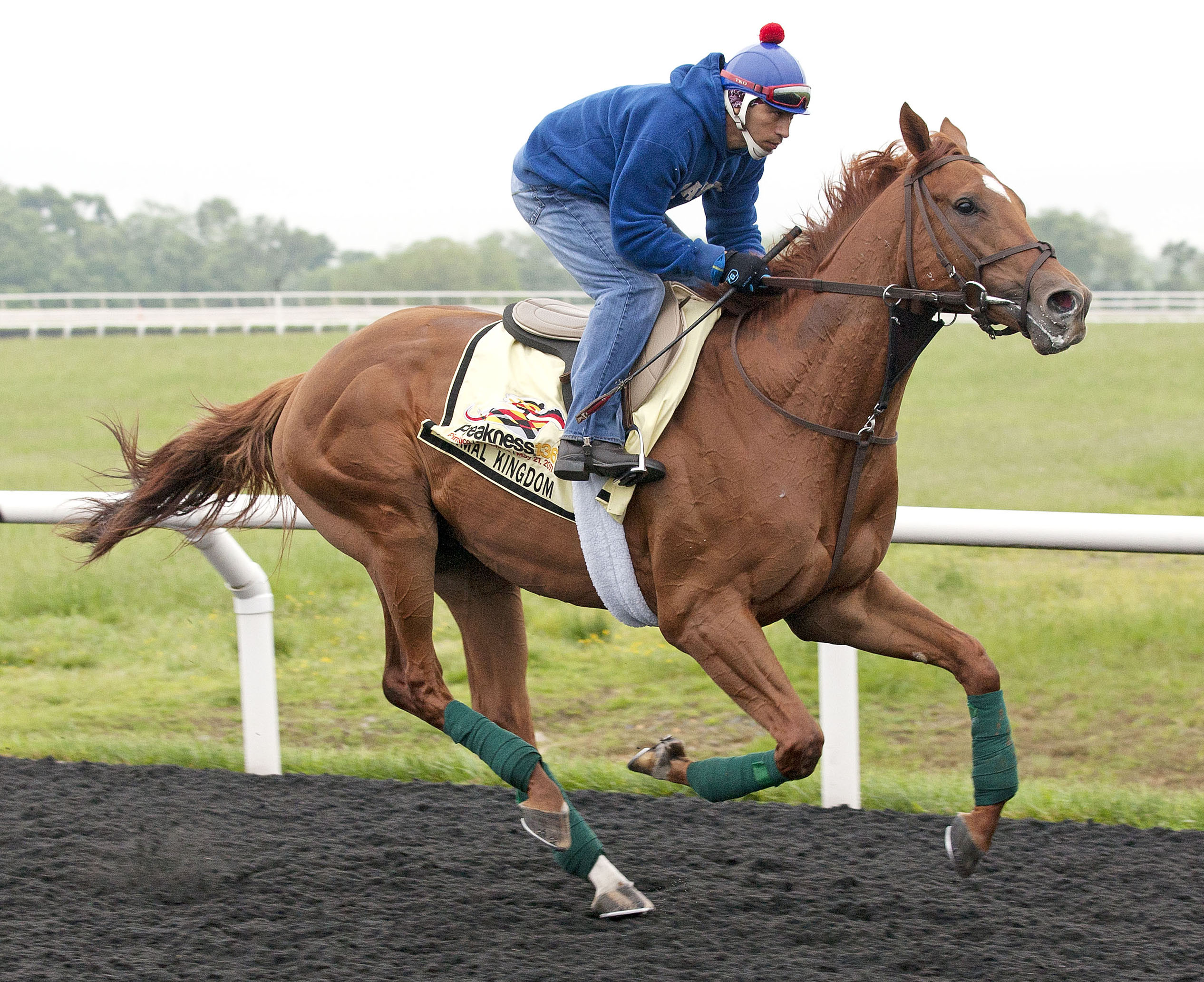 Animal Kingdom/gallop