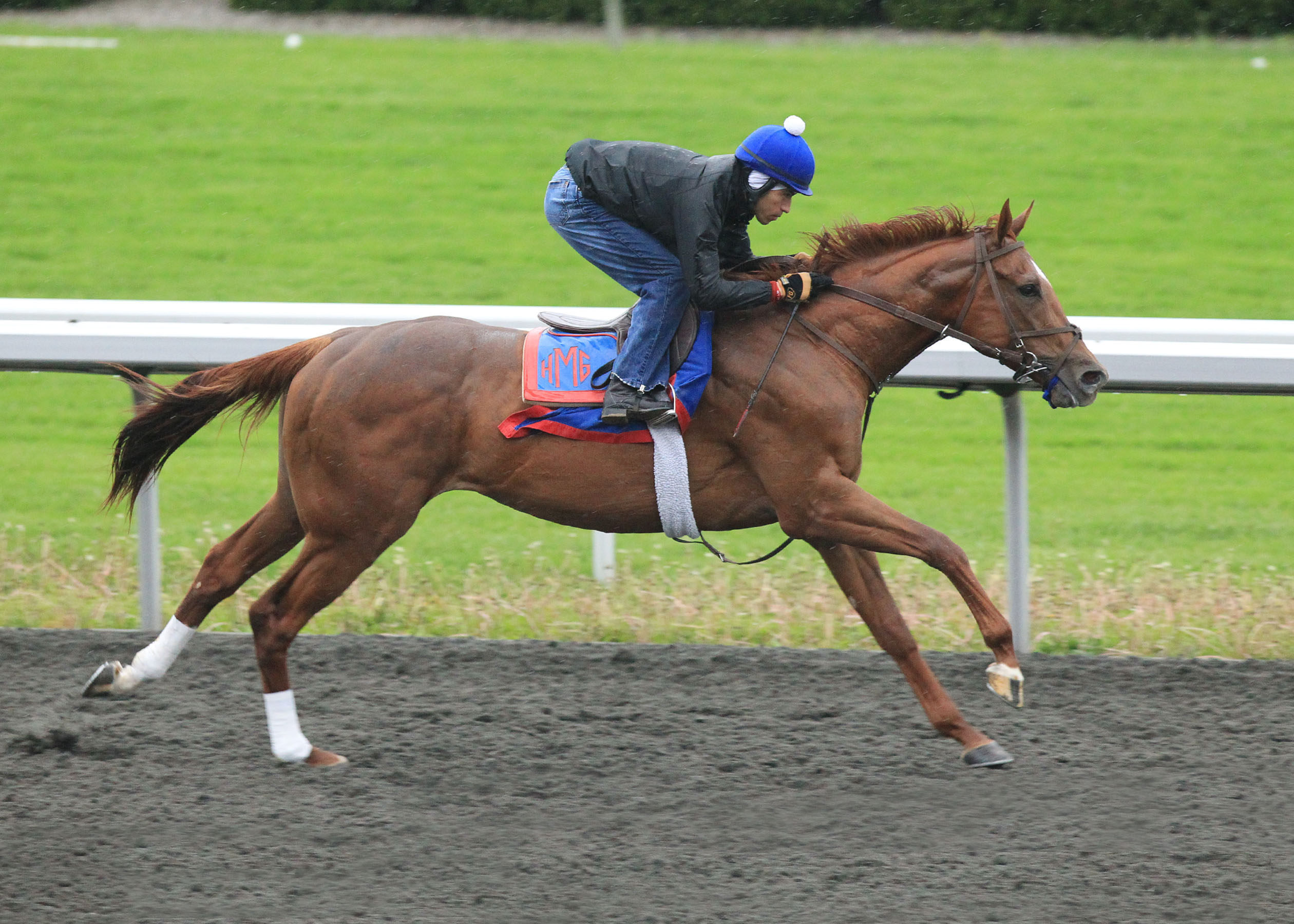 Kentucky Derby: Animal Kingdom goes it alone