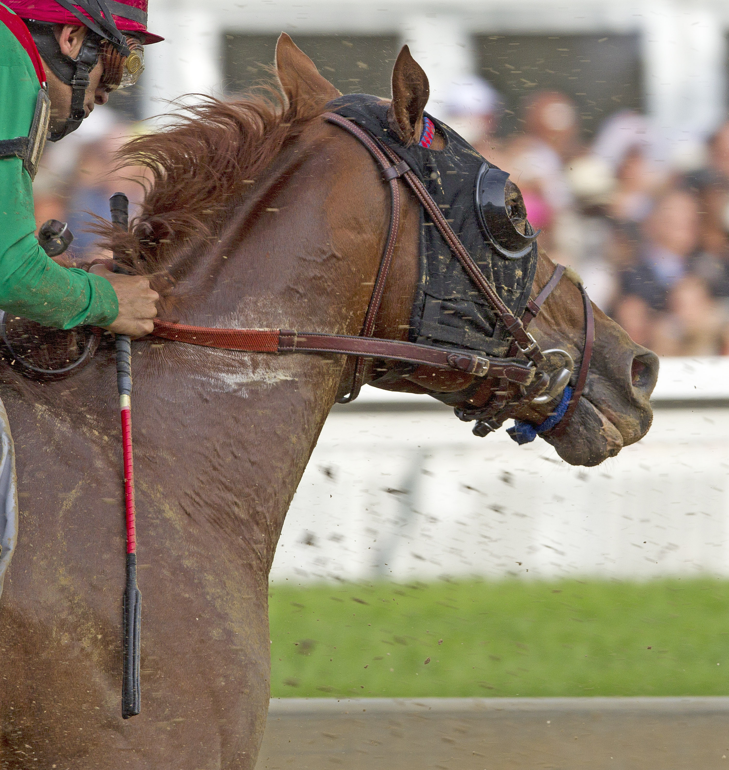 Animal Kingdom, Preakness