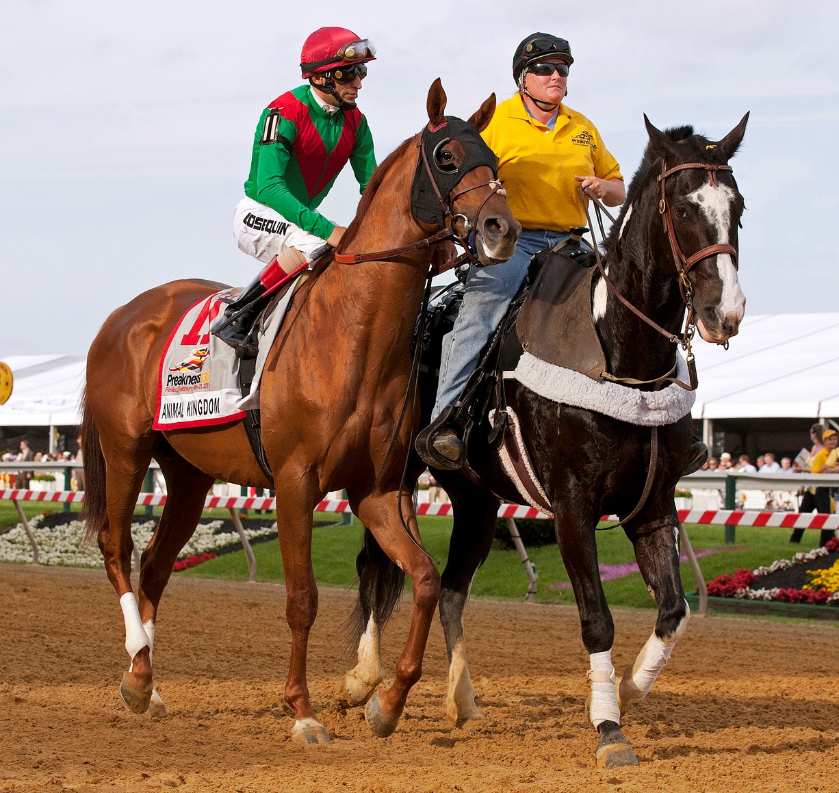 Belmont Stakes: Animal Kingdom vs. Shackleford rematch far from certain