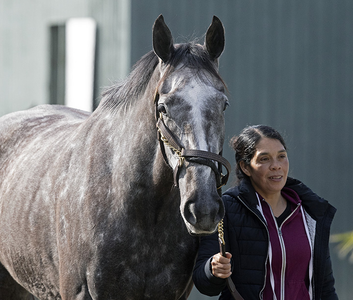 Animosity at Santa Anita on Feb. 20
