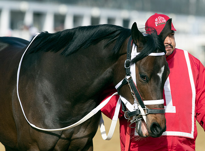 Anna's Bandit at the Barbara Fritchie Stakes at Laurel Park