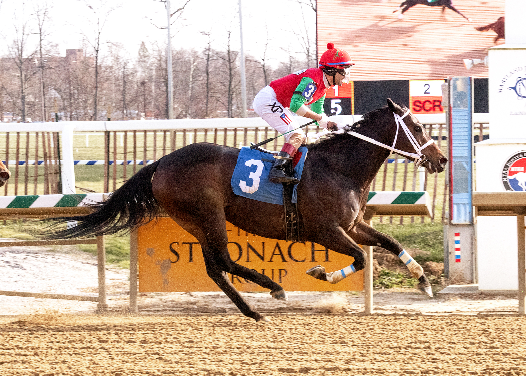 Anna-s Bandit wins the 2019 Politely Stakes
