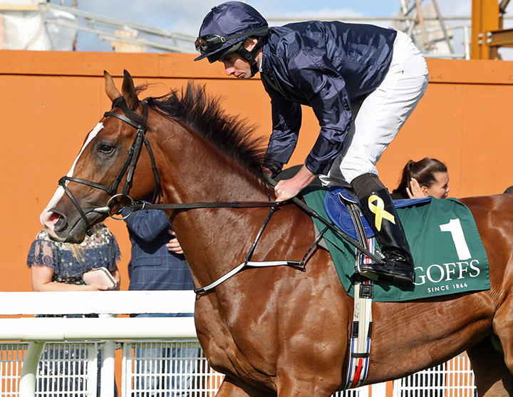 Anthony Van Dyck at The Curragh in Sept. 2018