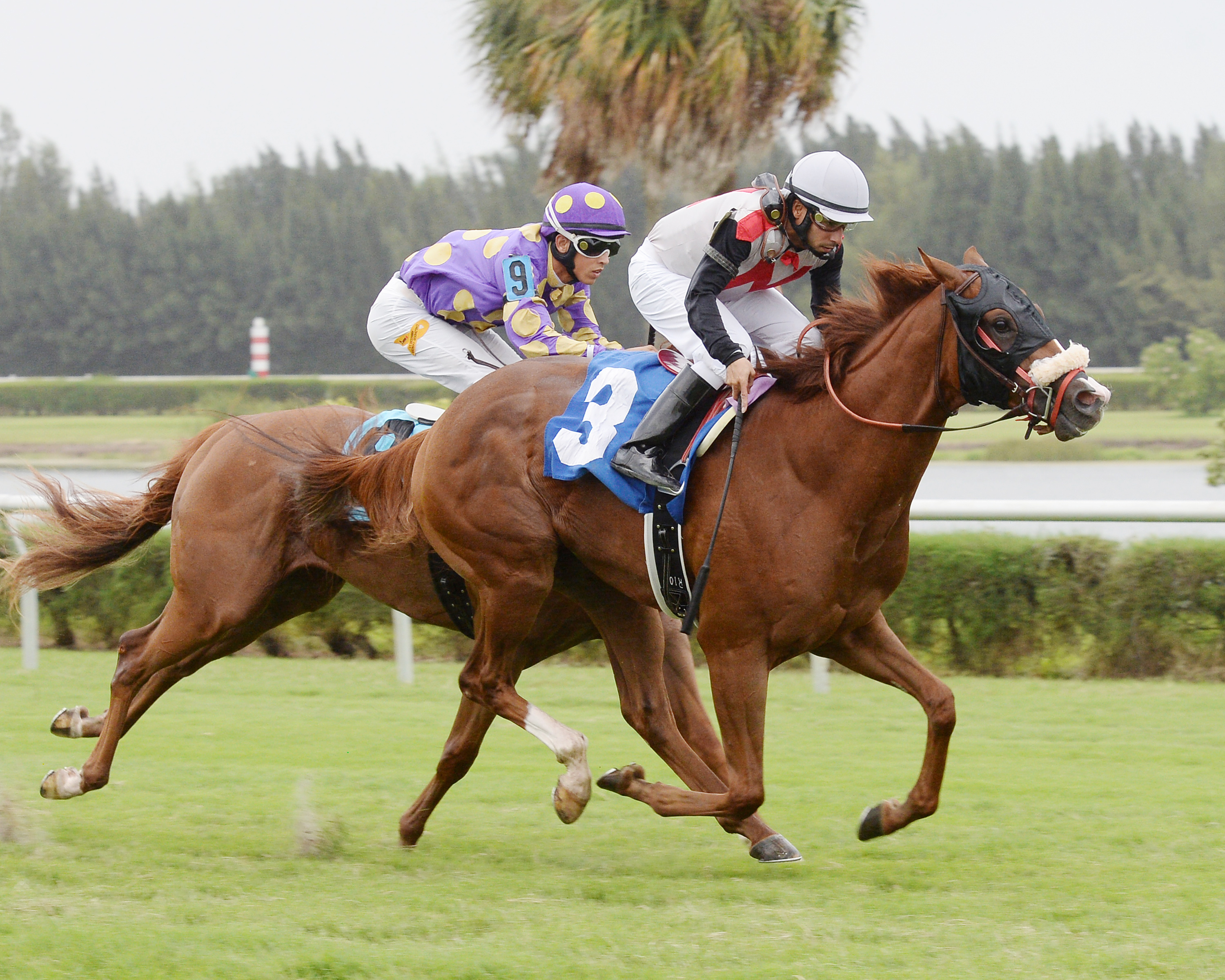 Apache Brave wins an Oct. 13, 2016, maiden race