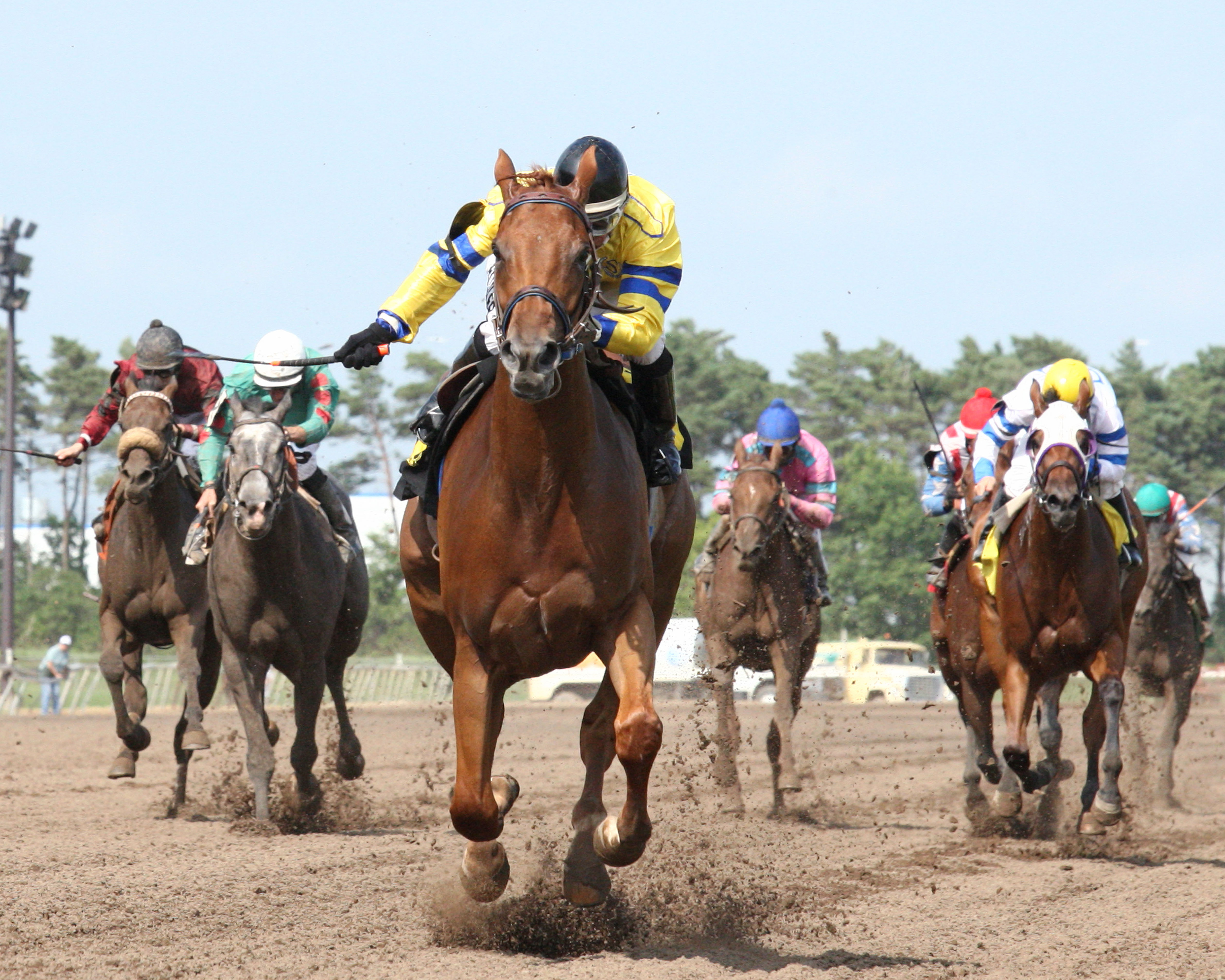 Appeal to the King wins 2014 MTA Stallion Auction