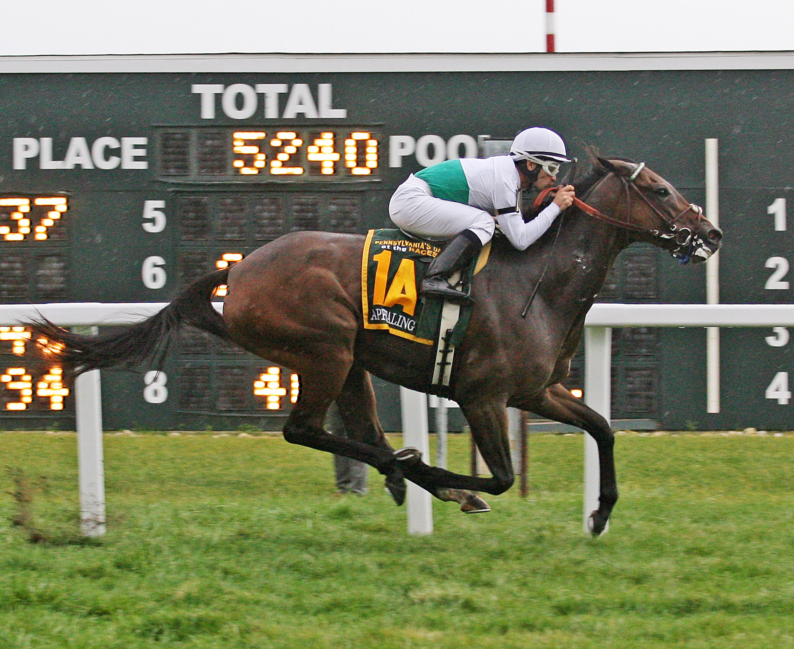 Appealing Cat wins the Mrs. Penny