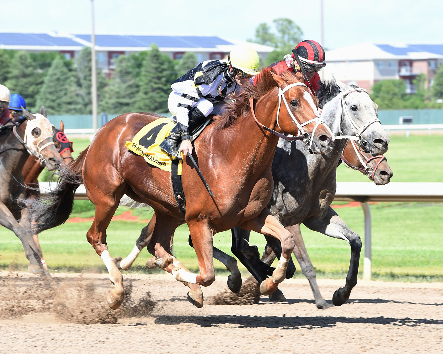 Apprehender wins the 2018 Ed Skinner Stakes