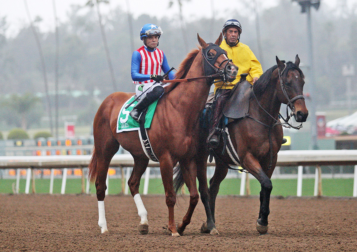 Aquila at the March 10 San Felipe Stakes