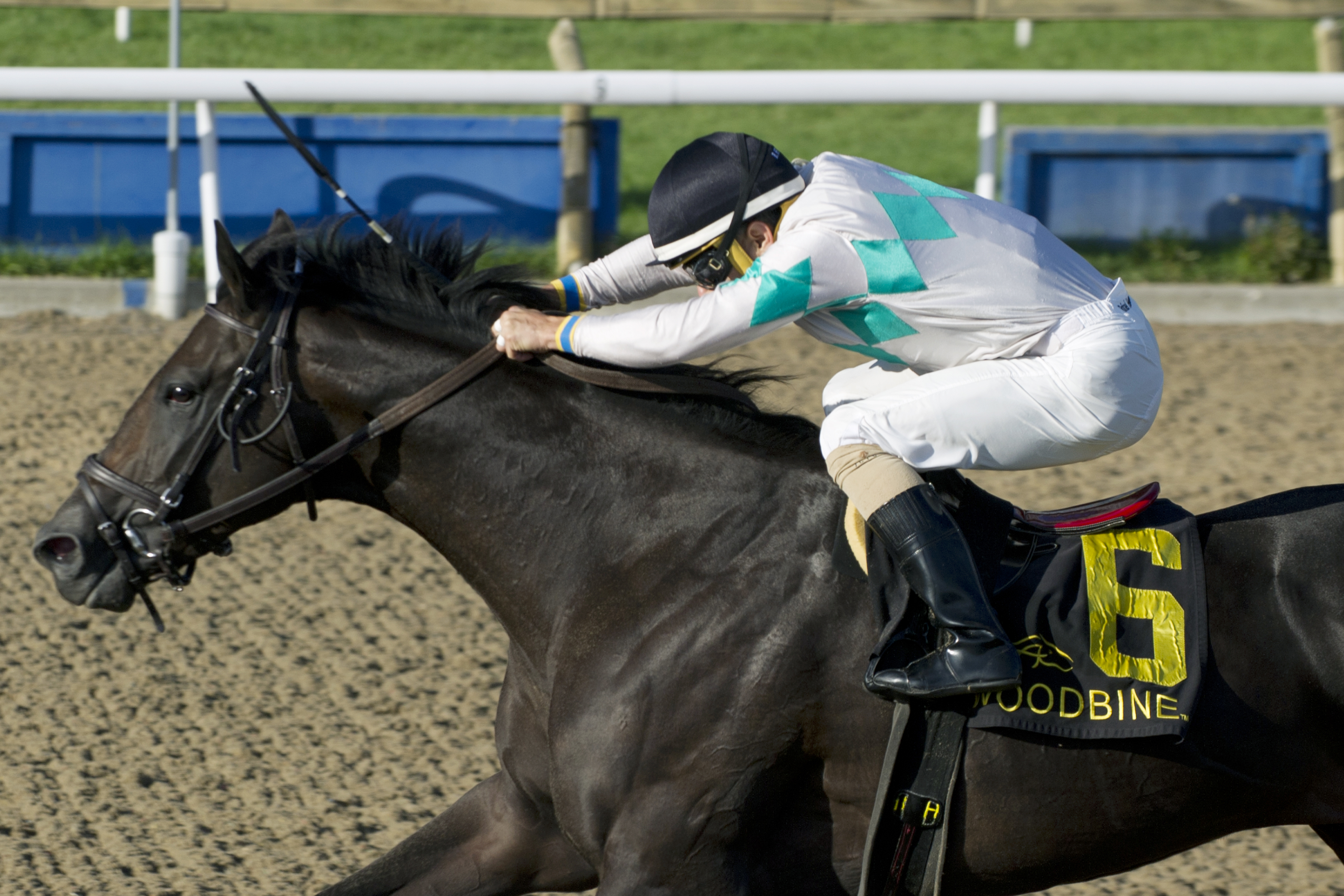 Archaggelos wins the 2017 Grey Stakes