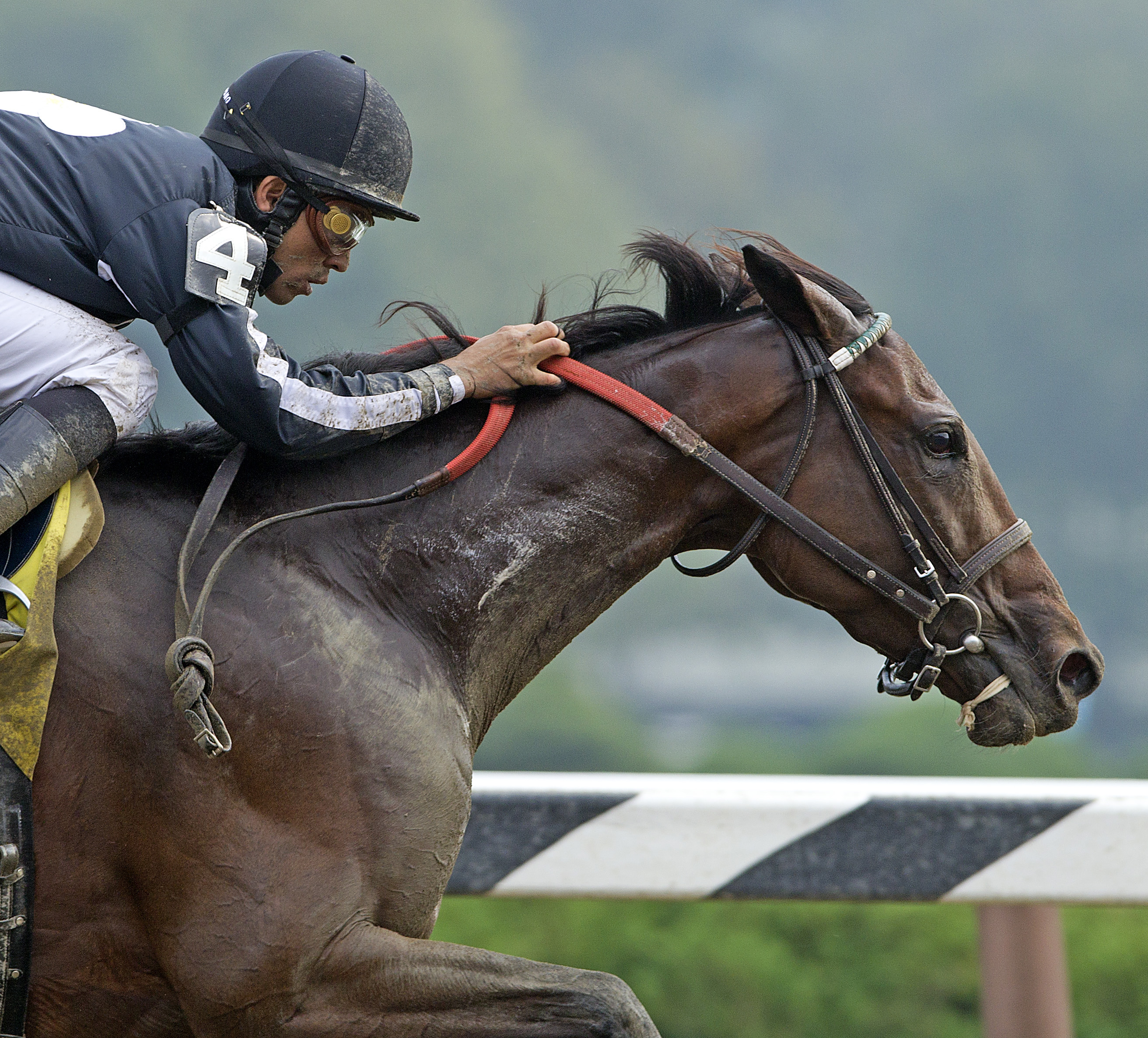 Arena Elvira/2011 Sightseek Stakes