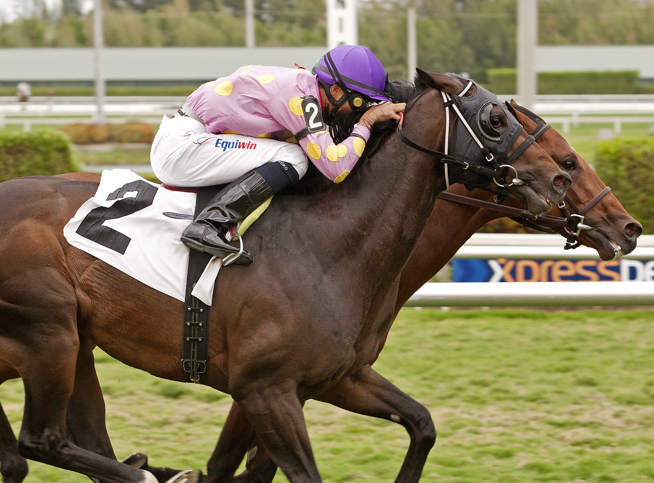 Argentine Tange, allowance race