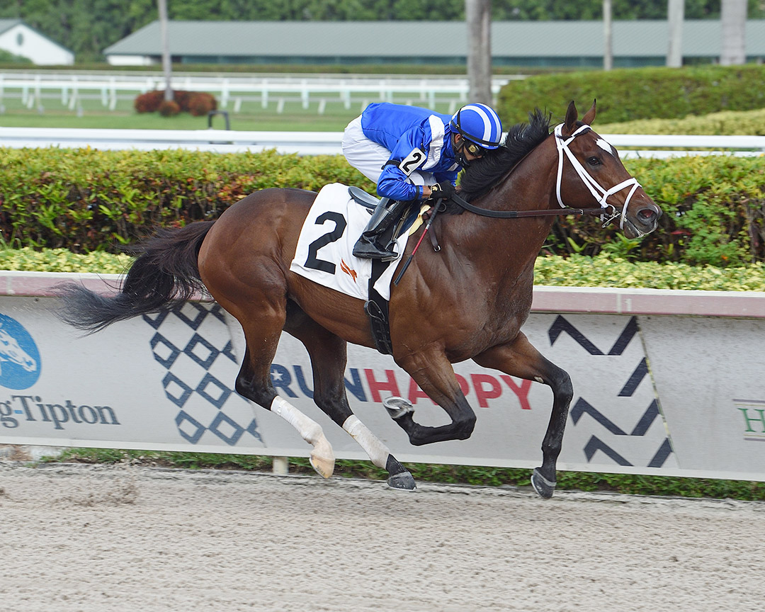 Arham wins a Dec. 17 maiden race at Gulfstream Park