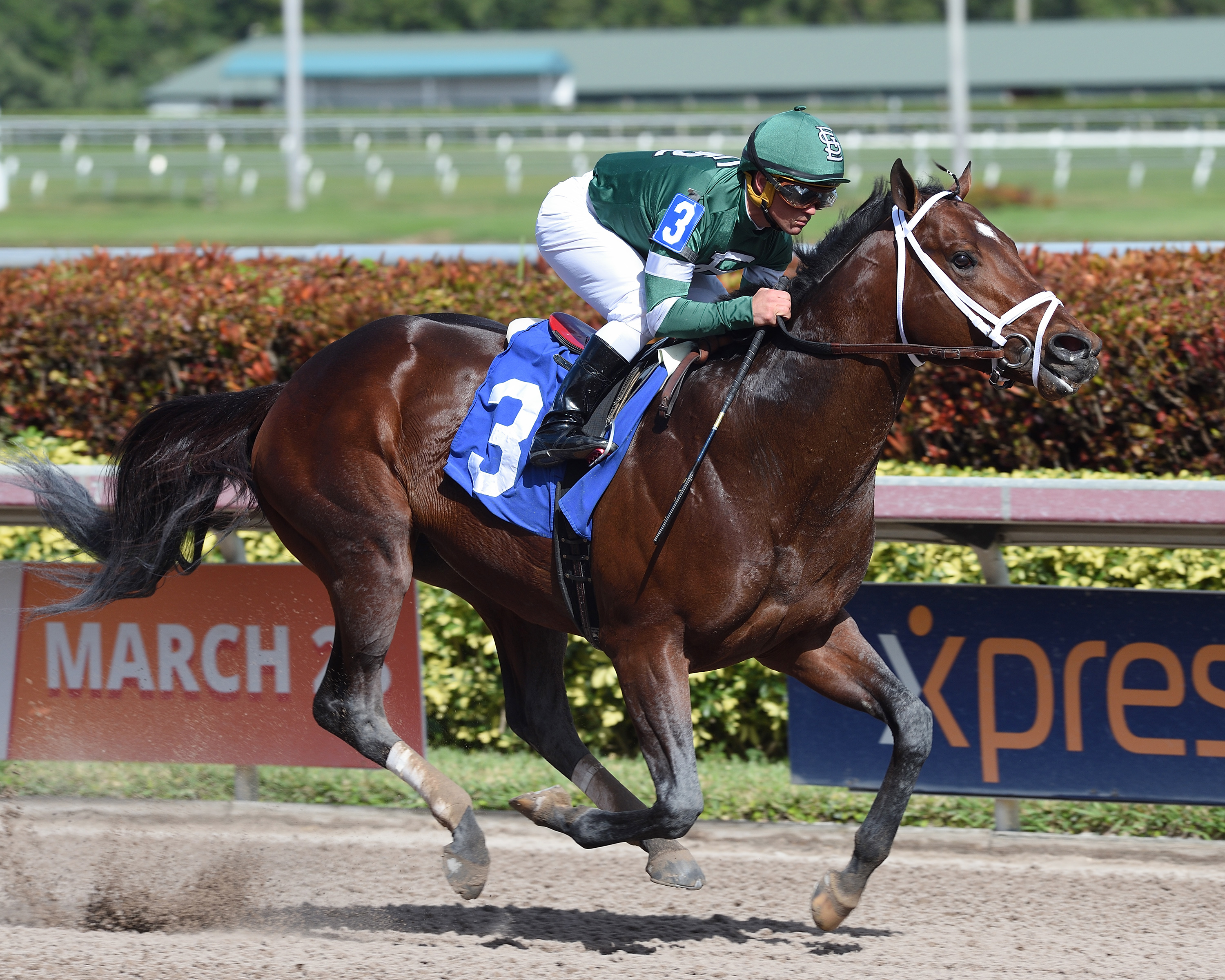 Army Mule wins a Jan. 31 allowance race