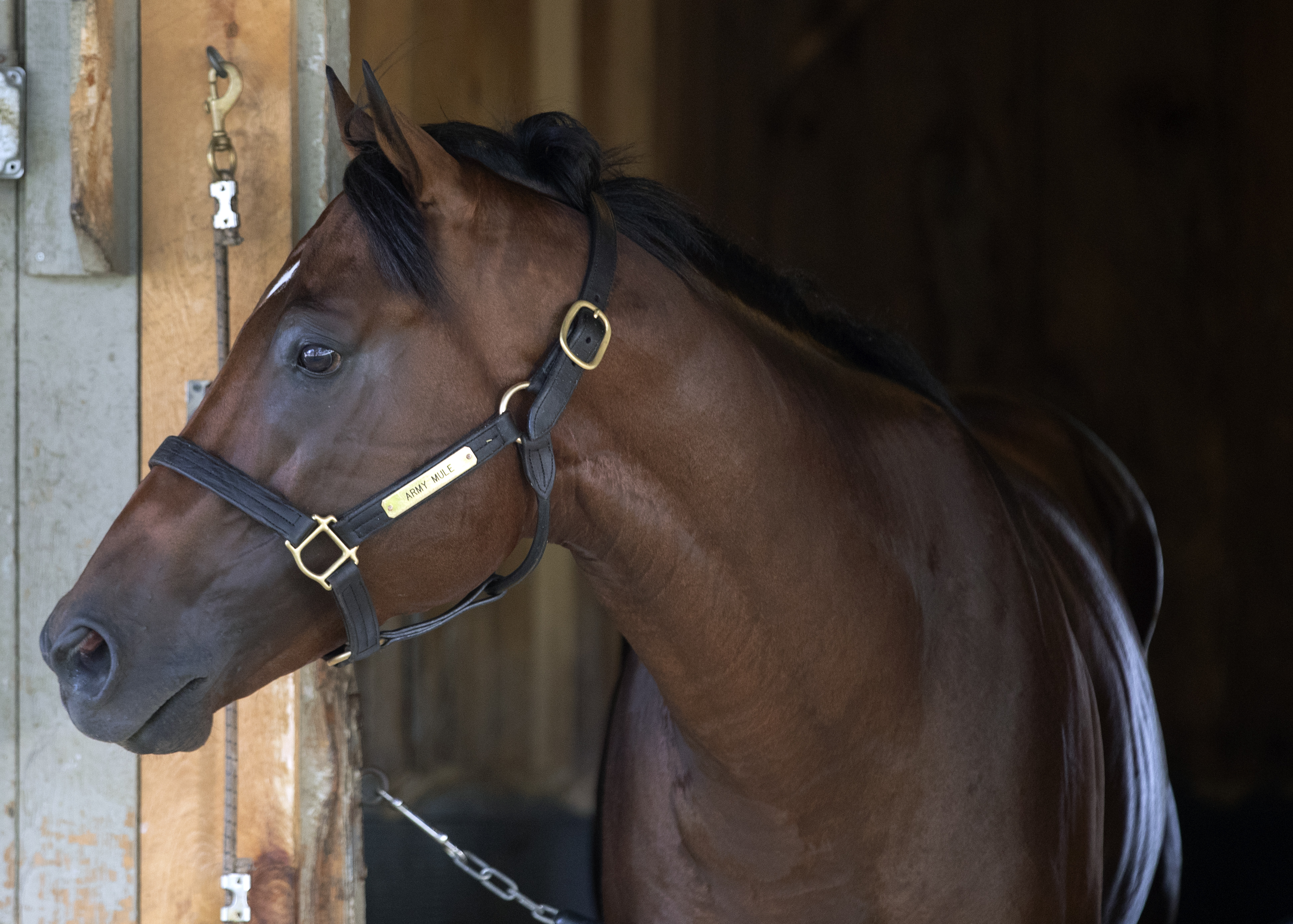 Army Mule on Aug. 28 at Saratoga