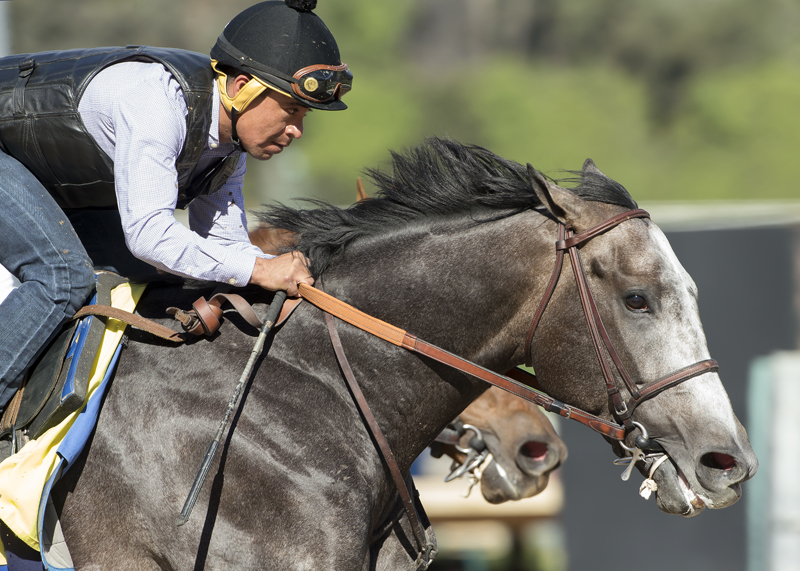 Arrogate 1-21-2017