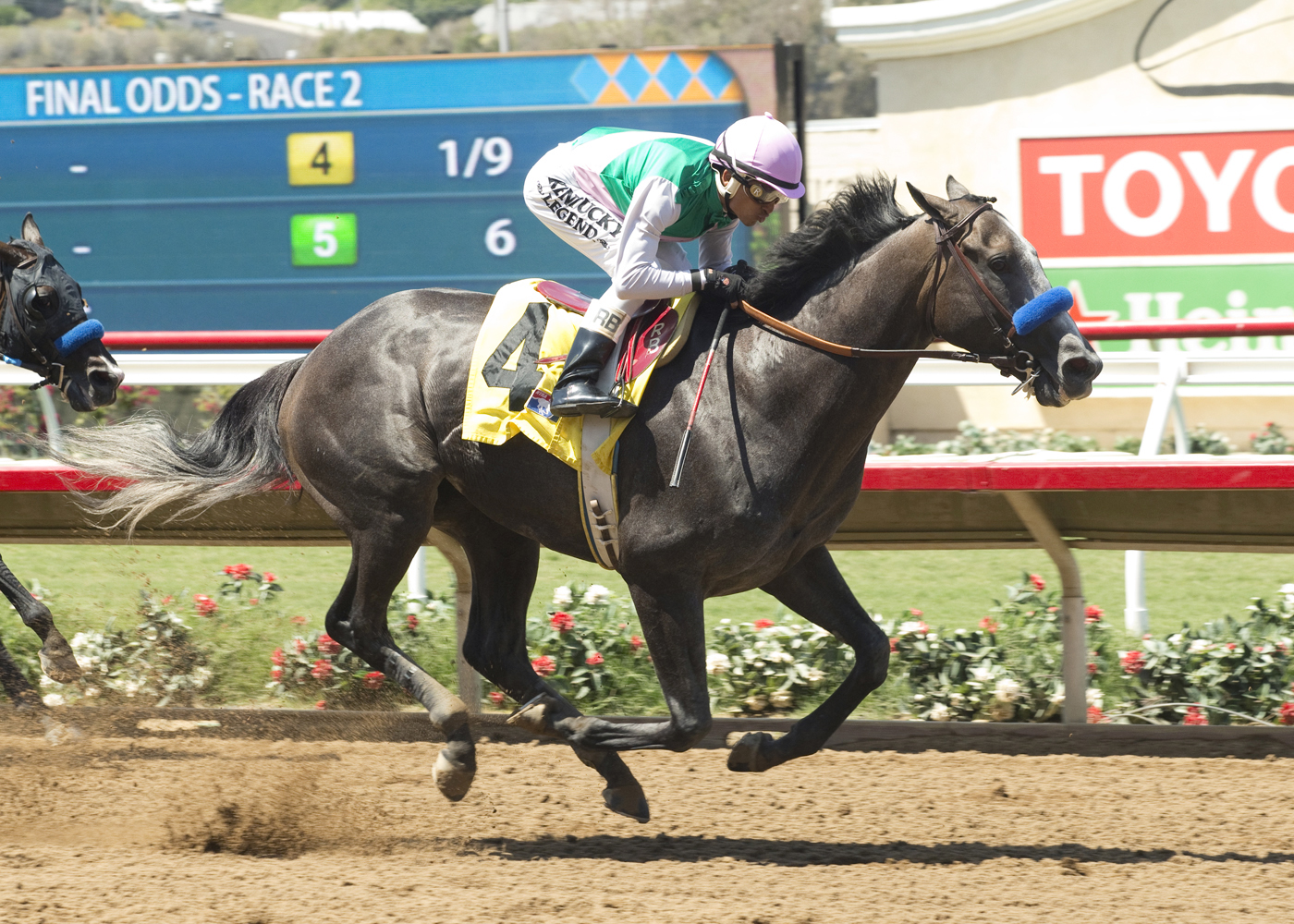 Arrogate wins an optional claiming race on Aug. 3