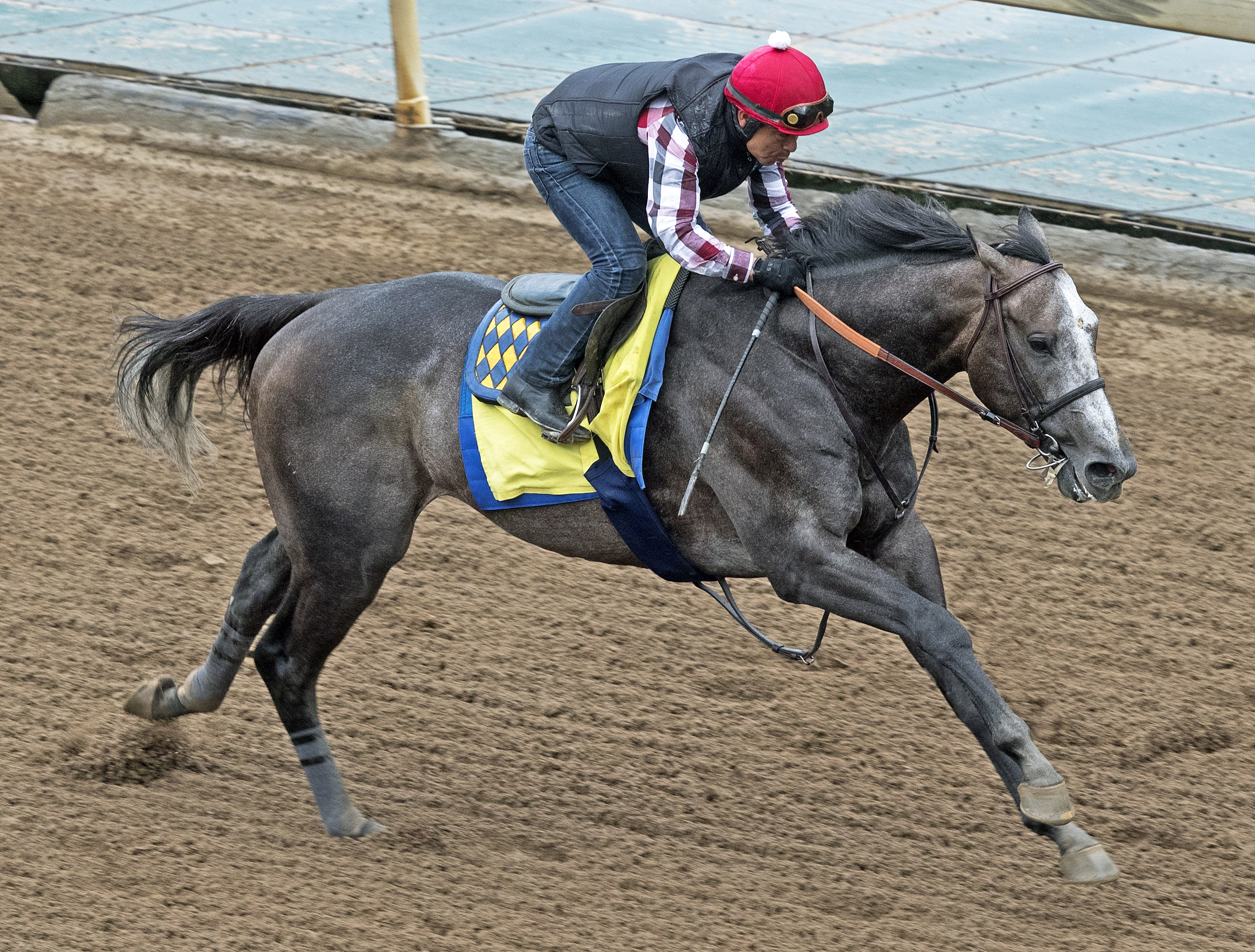 Arrogate works at Santa Anita on Feb. 21