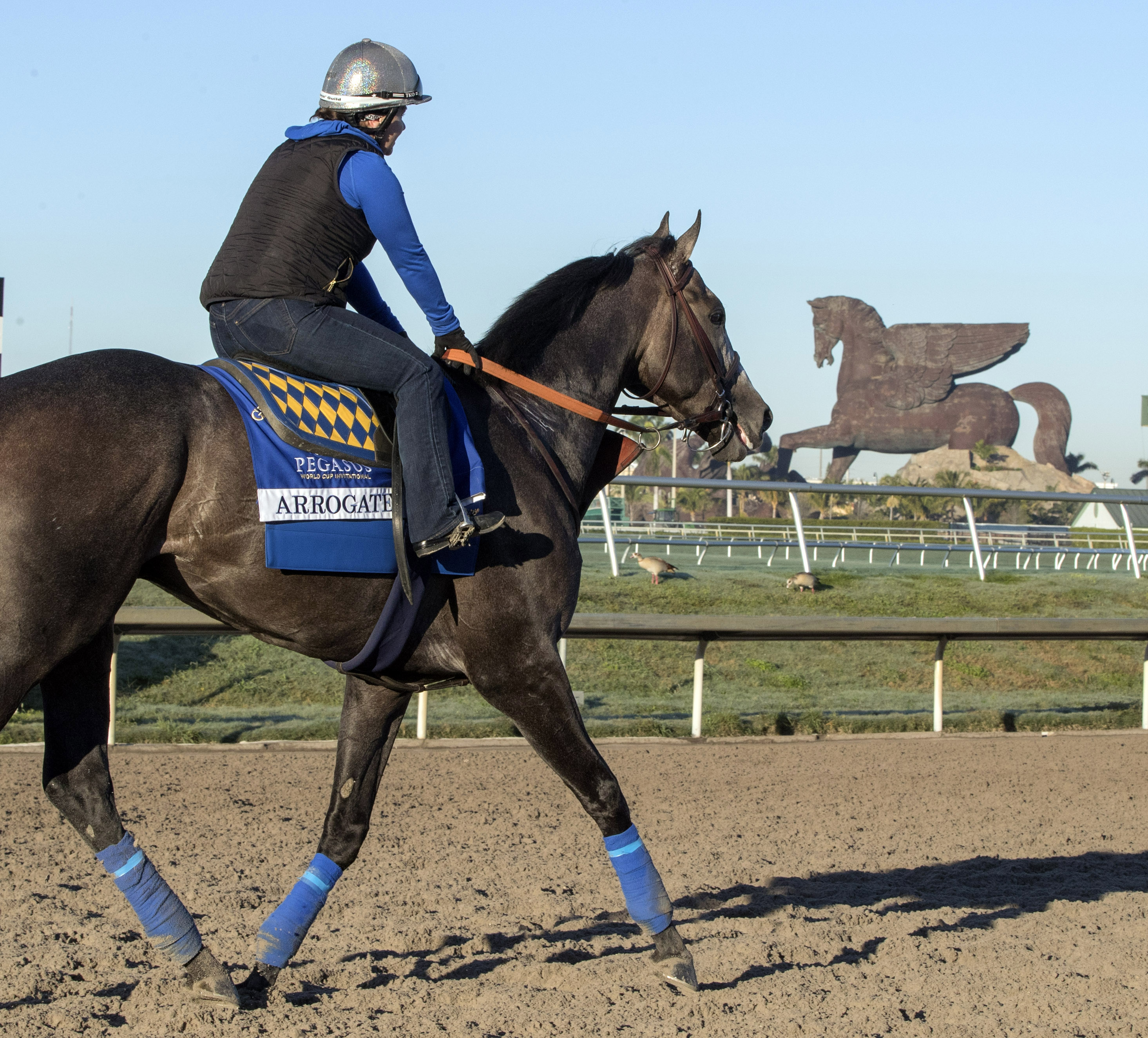 Arrogate at Gulfstream Park on Jan. 25