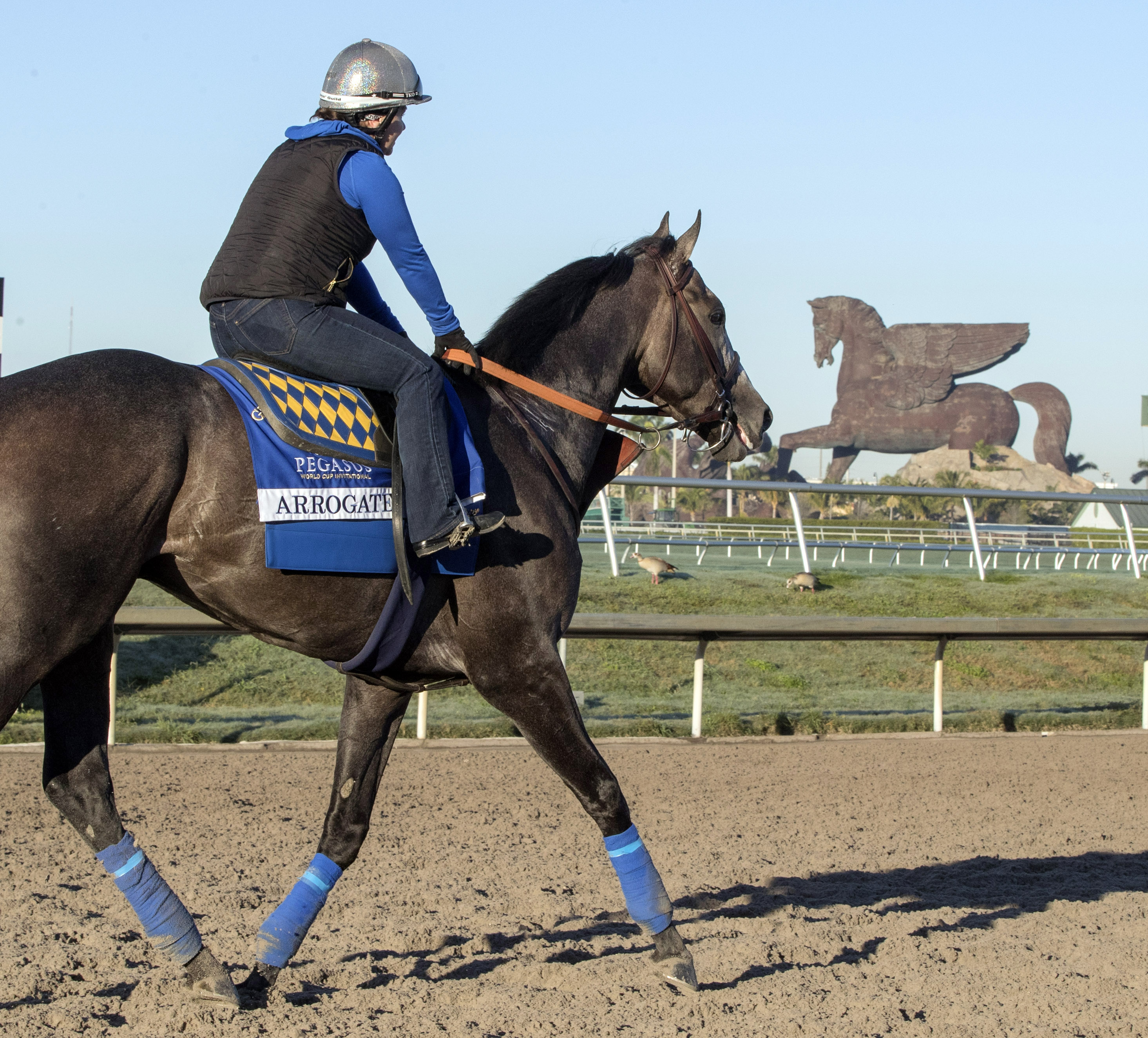 Arrogate at Gulfstream Park on Jan. 25