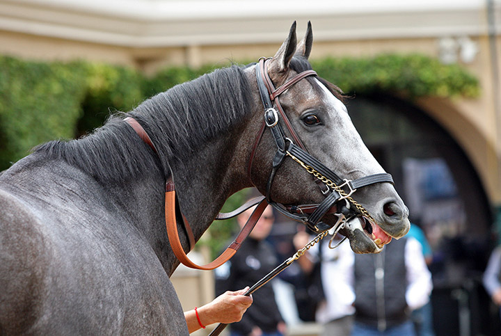 Arrogate in November 2017