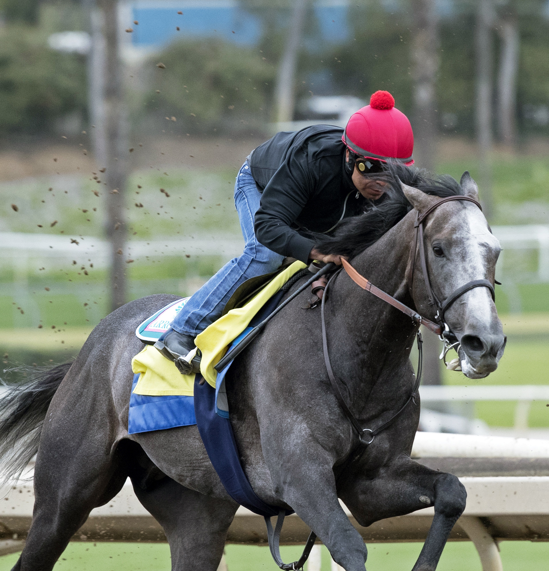 Arrogate trains at Santa Anita on Feb. 27