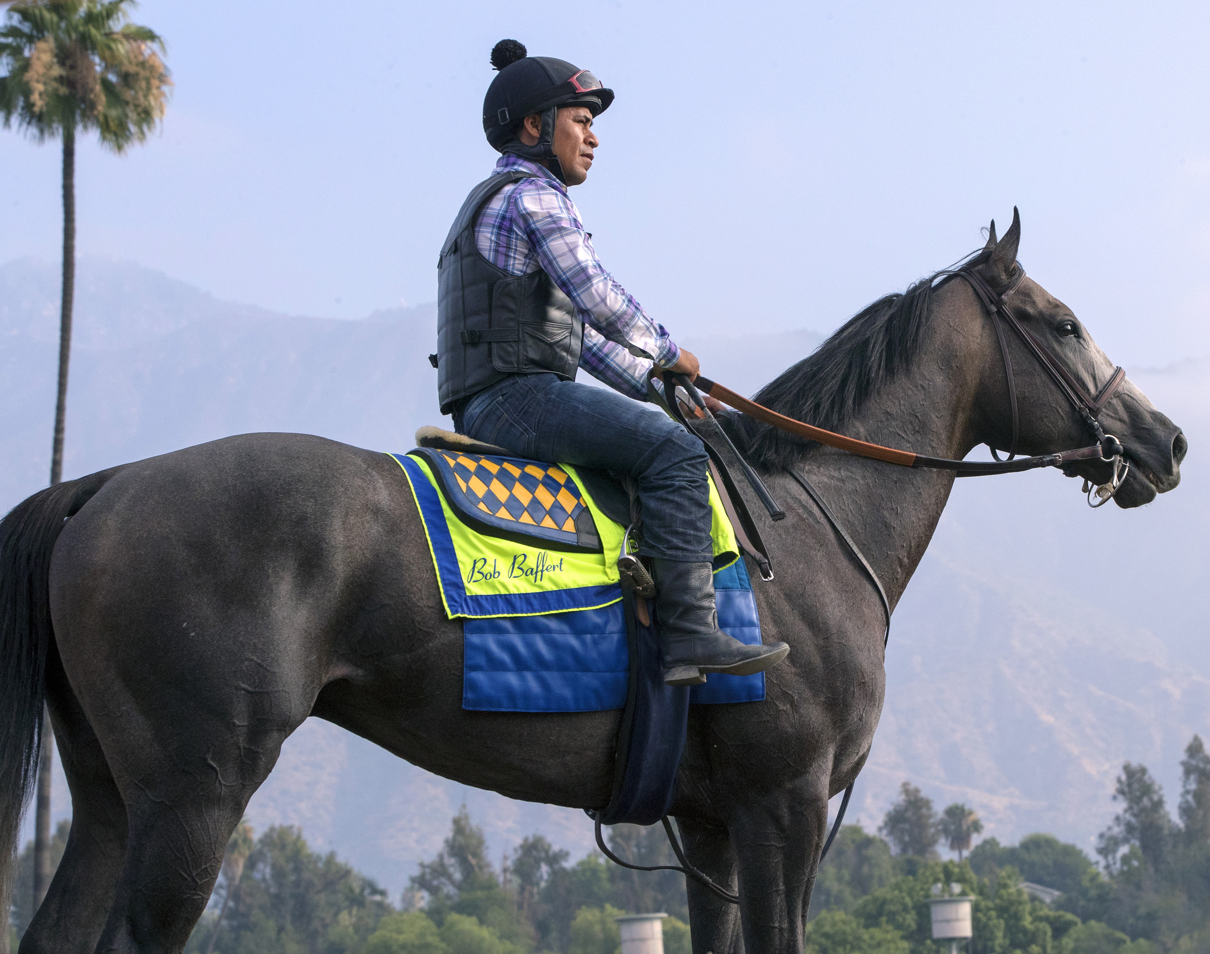 Arrogate at Santa Anita on July 2