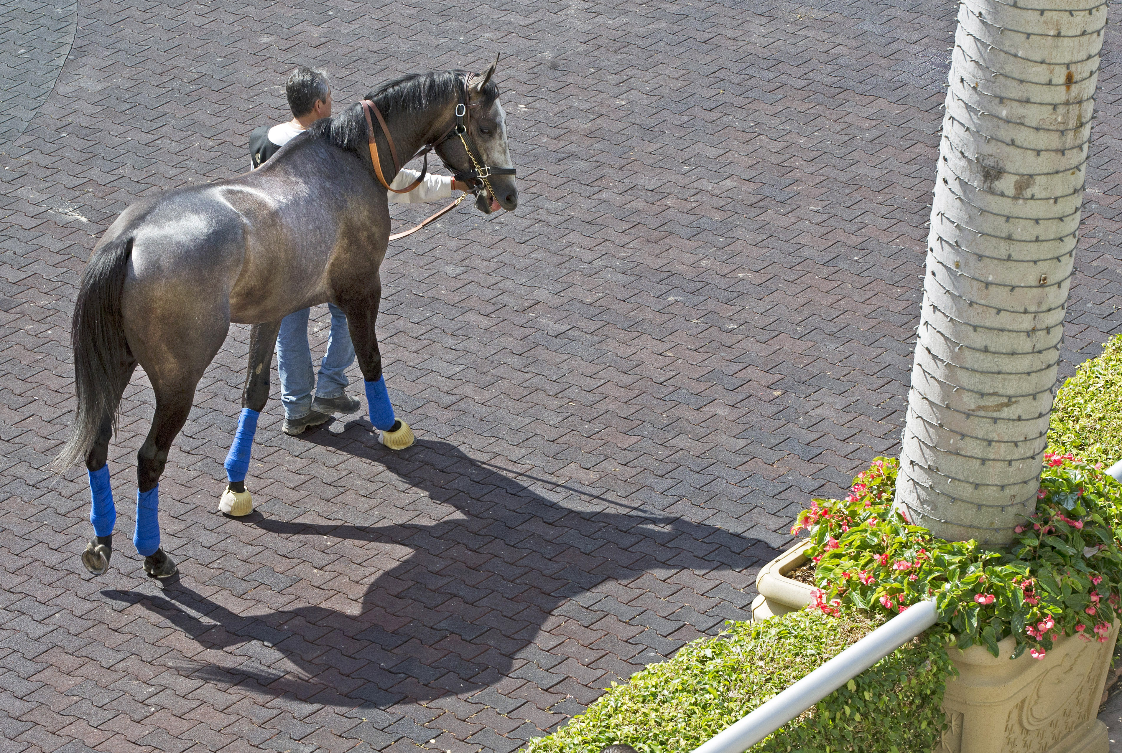 Arrogate in Jan. 2017