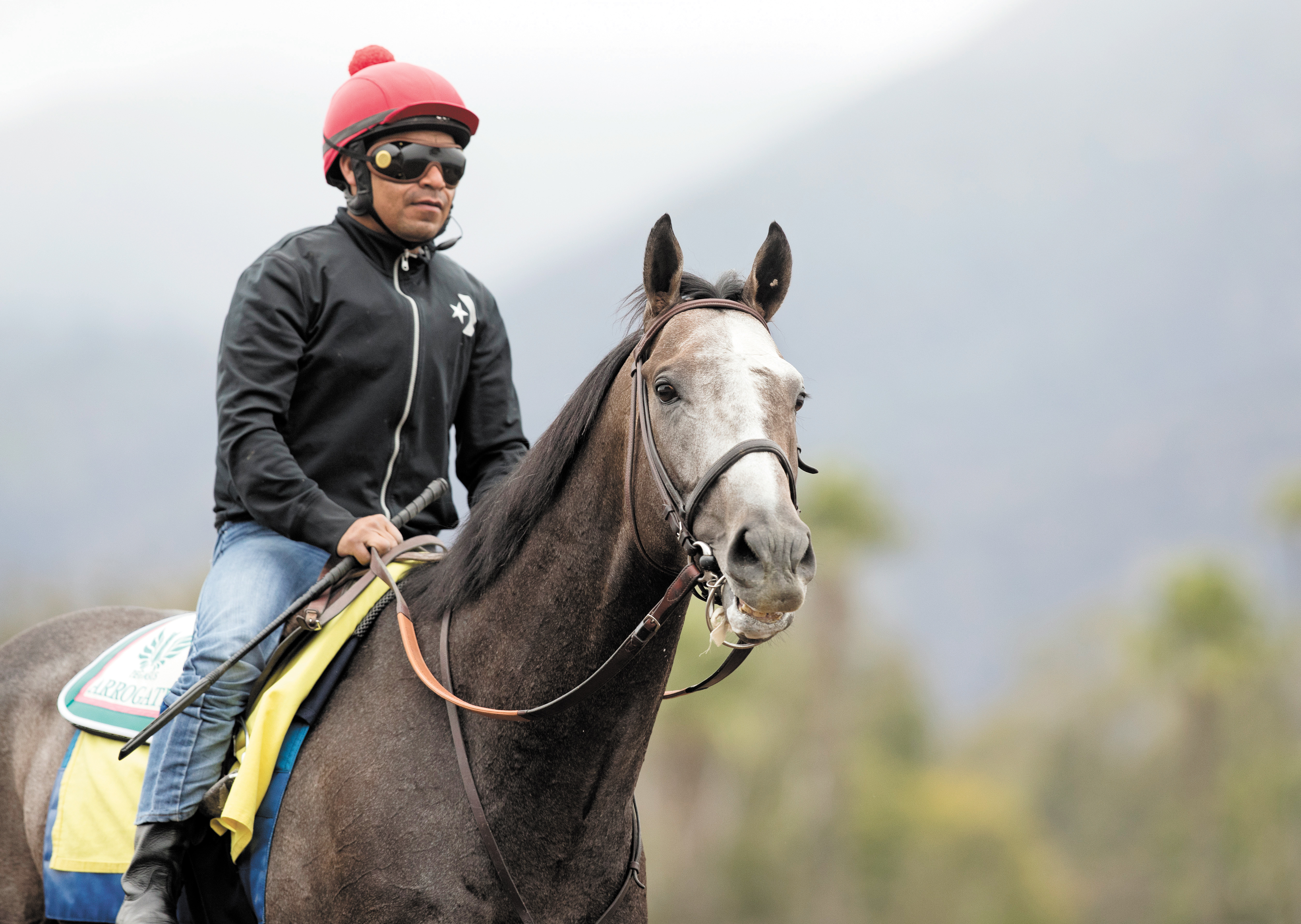 Arrogate at Santa Anita Feb 2017