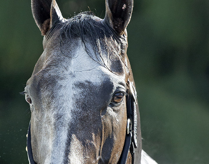 Arrogate portrait