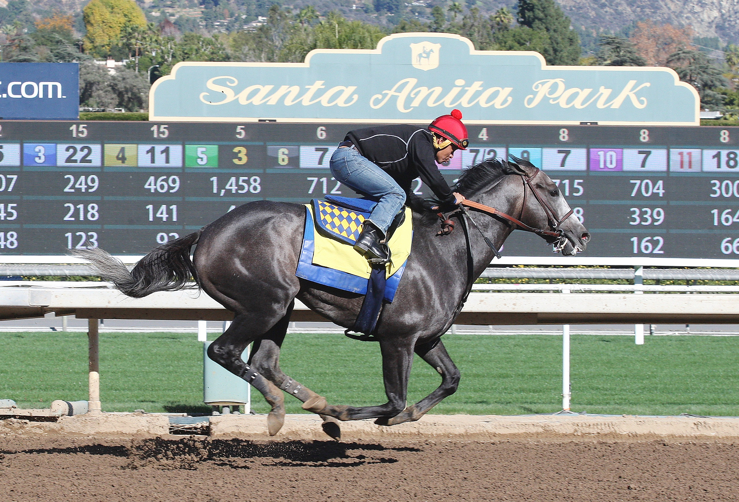 Arrogate trains at Santa Anita on Jan. 8