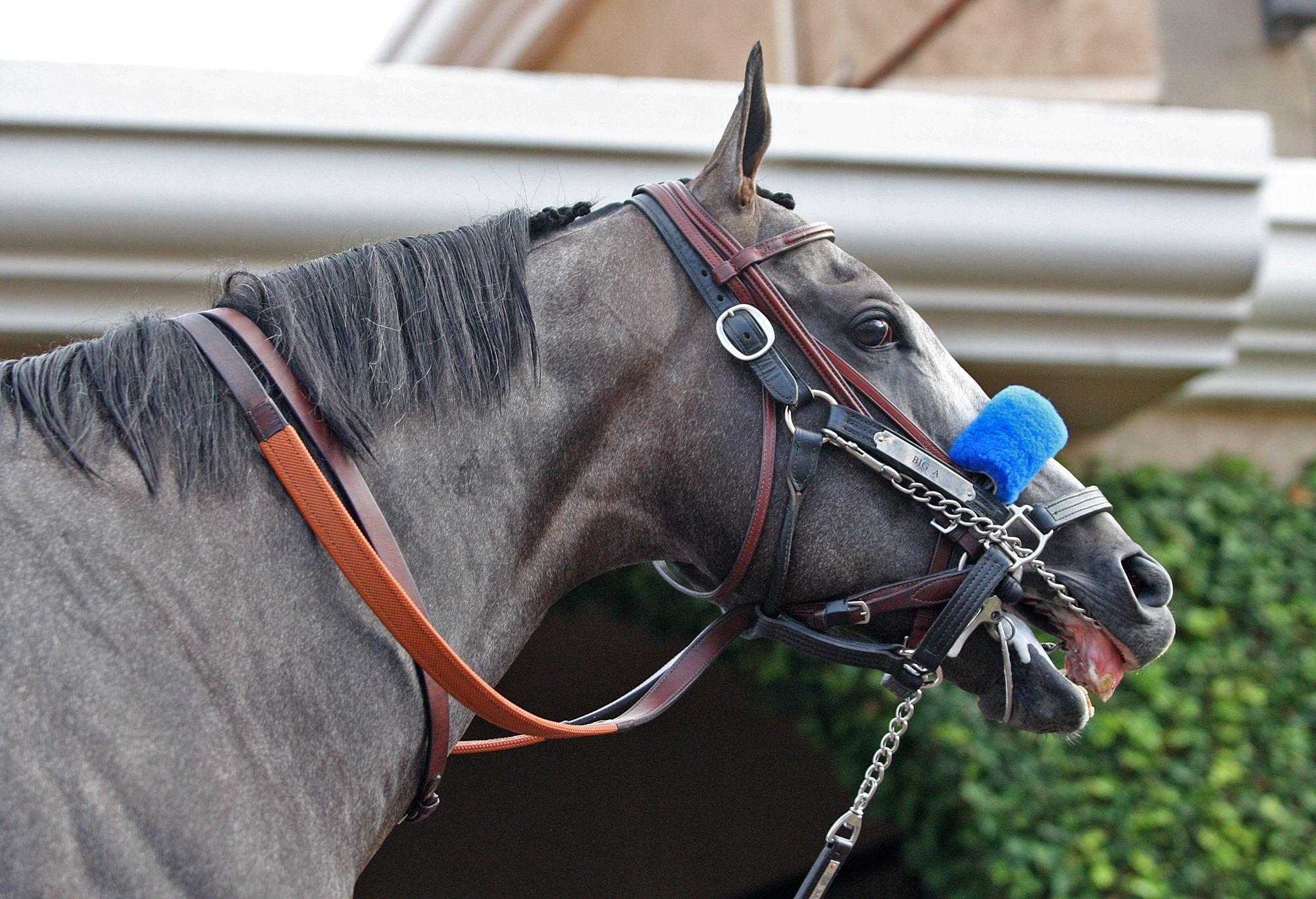Arrogate