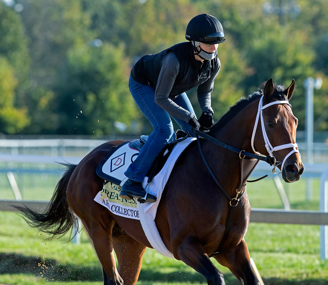 Art Collector trains at Pimlico Race Course on Sept. 30