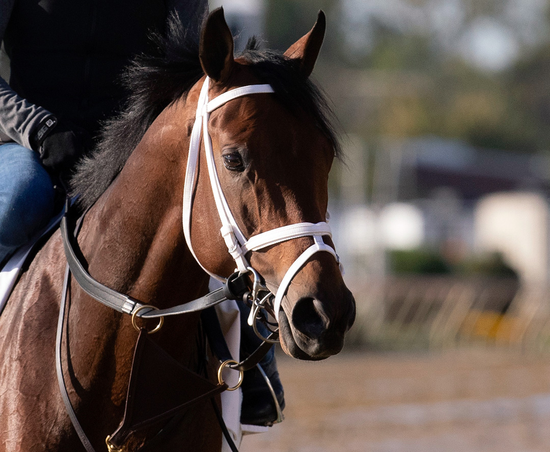 Art Collector at Pimlico Race Course on Sept. 30
