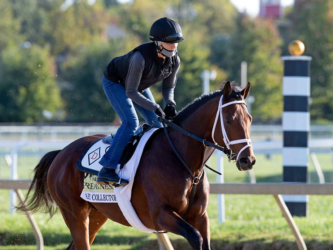 Art Collector trains at Pimlico Race Course on Sept. 30