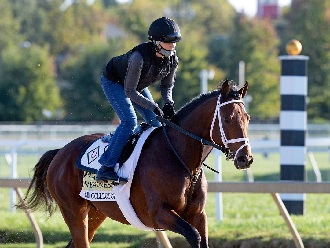 Art Collector trains at Pimlico Race Course on Sept. 30