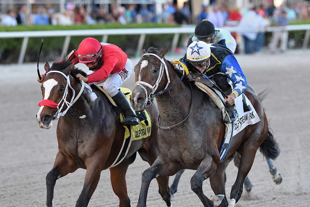 As Seen on Tv (left) finishes second in the 2020 Mucho Macho Man Stakes at Gulfstream